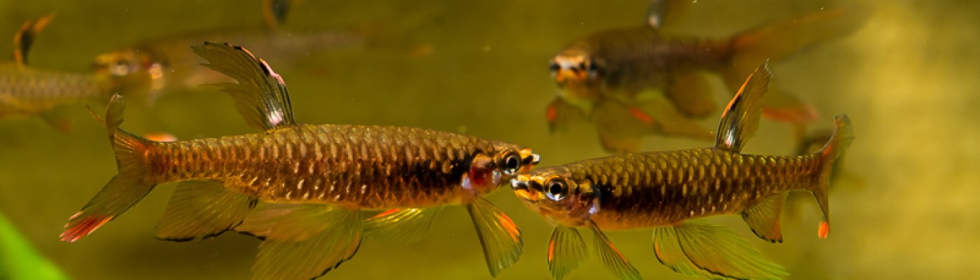Halbwüchsige Spritzsalmler