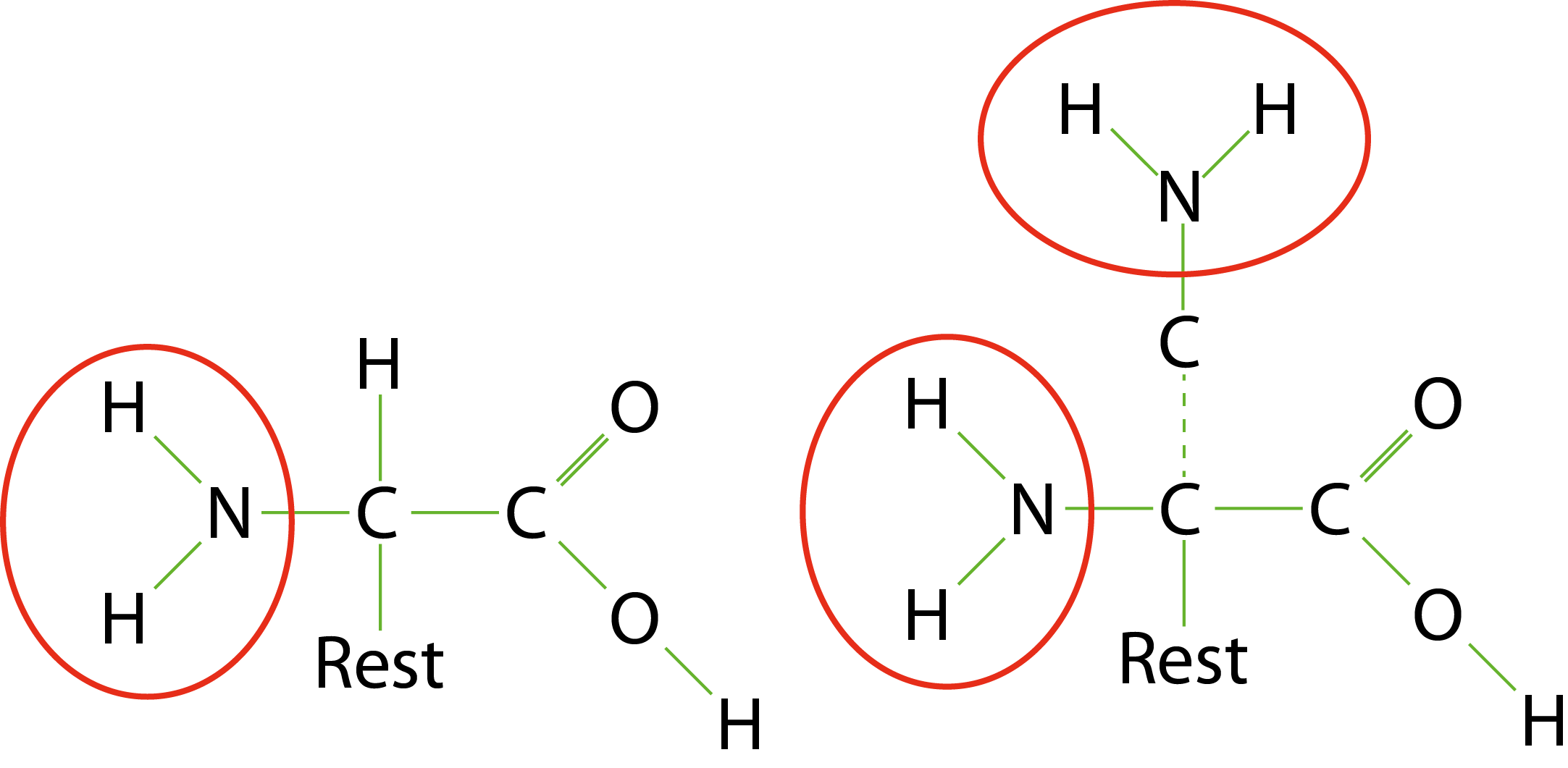 Struktur zweier Aminosäuren. Die Aminogruppen mit den Stickstoffatomen (N) sind durch einen roten Kreis gekennzeichnet. (Bildquelle: Stefan K. Hetz, native-fish.org) Aminosäuren