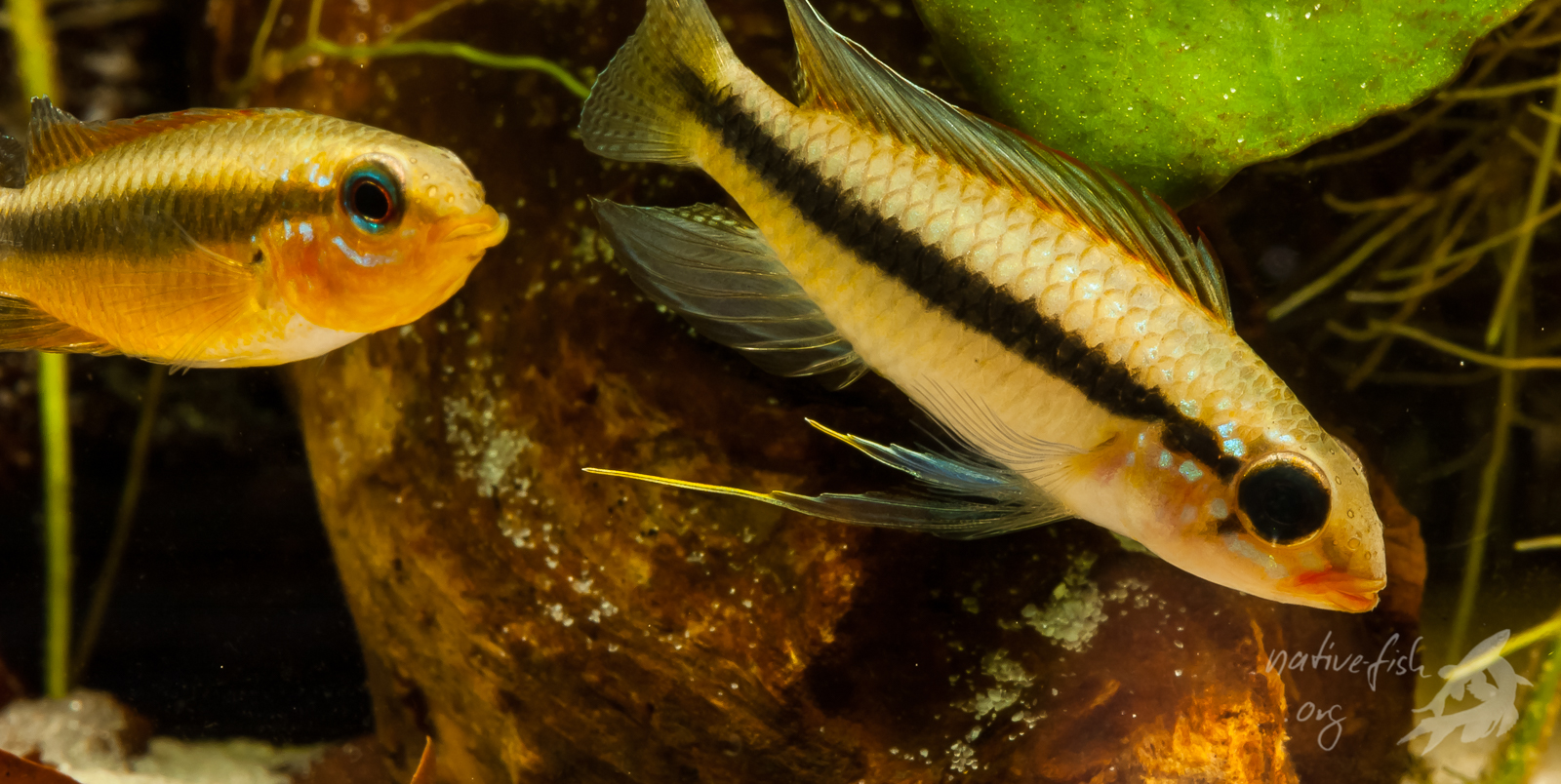 Aus dem Rio Negro Einzug stammt Apistogramma uaupesi, eine polychromatische Art. Links ist das Weibchen, rechts das Männchen abgebildet. Diese Zwergcichlidenart ist nur in weichem sauren Wasser nachzuzüchten. (Bildquelle: Stefan K. Hetz, native-fish.org) Apistogramma uaupesi ist eine Schwarzwasserart