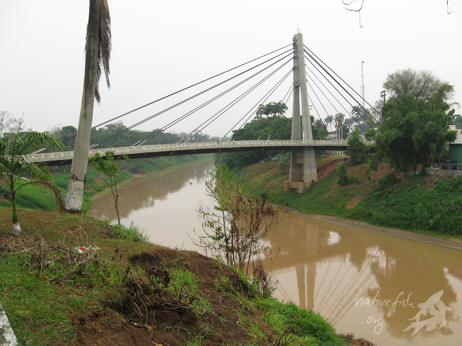 Die Brücke über den Rio Acre in Cobija verbindet Bolivien mit Brasilien. (Bildquelle: Stefan K. Hetz, native-fish.org) Brücke über den Rio Acre