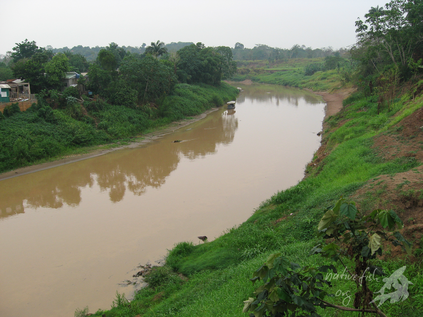 Der Rio Acre, Grenzfluss zu Brasilien, zur Niedrigwasserzeit. (Bildquelle: Stefan K. Hetz, native-fish.org) Rio Acre