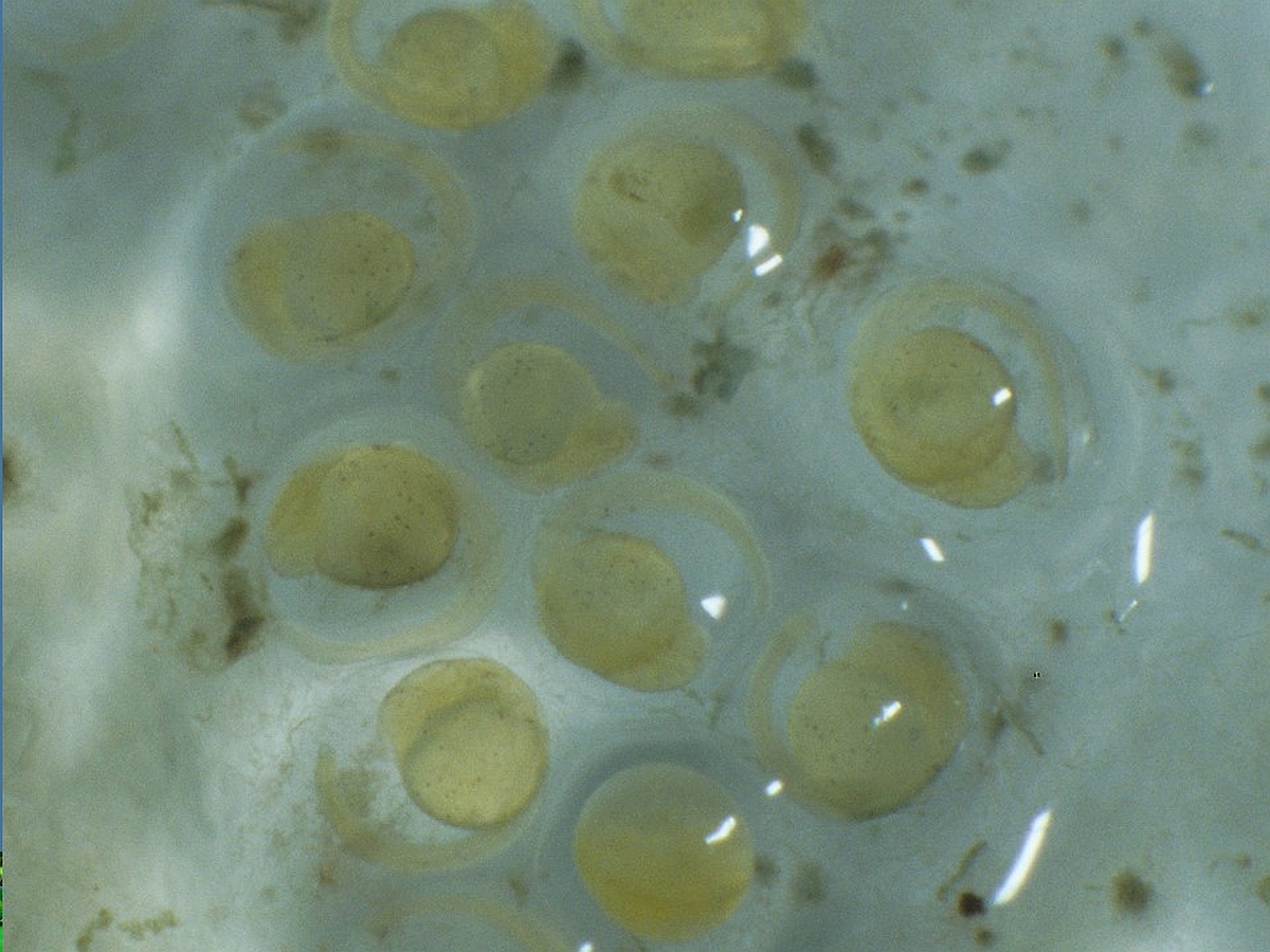 Ein Gelege des Spritzsalmlers, Copella arnoldi, auf einer Abdeckscheibe eines Aquariums. (Bildquelle: Stefan K. Hetz, native-fish.org) Gelege von Copella arnoldi