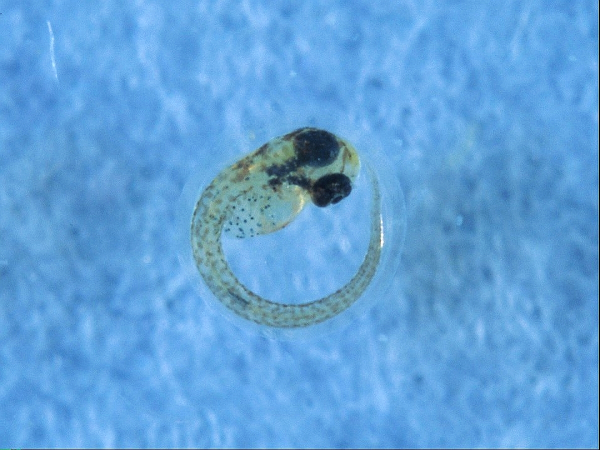 Ein Jungfisch des Spritzsalmlers Copella arnoldi in der Eihülle kurz vor dem Schlupf. (Bildquelle: Stefan K. Hetz, native-fish.org) Jungfisch von Copella arnoldi in der Eihülle