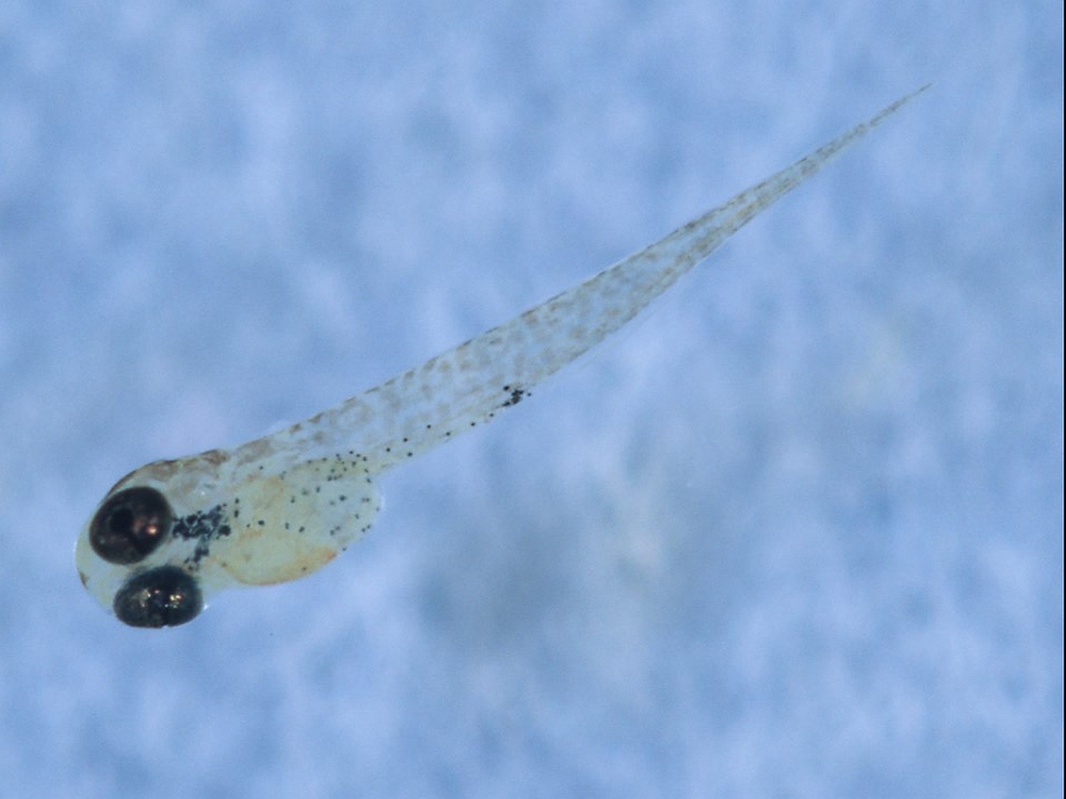 Ein eben geschlüpfter junger Spritzsalmler. (Bildquelle: Stefan K. Hetz, native-fish.org) Geschlüpfter Jungfisch von Copella arnoldi
