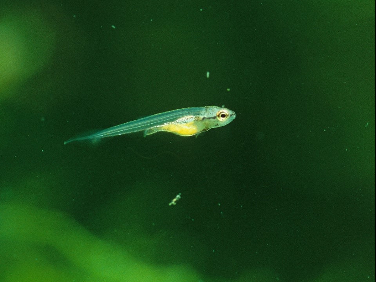 Ein ca. zwei Wochen alter Jungfische von Copella arnoldi. (Bildquelle: Stefan K. Hetz, native-fish.org) Freischwimmender Jungfisch von Copella arnoldi