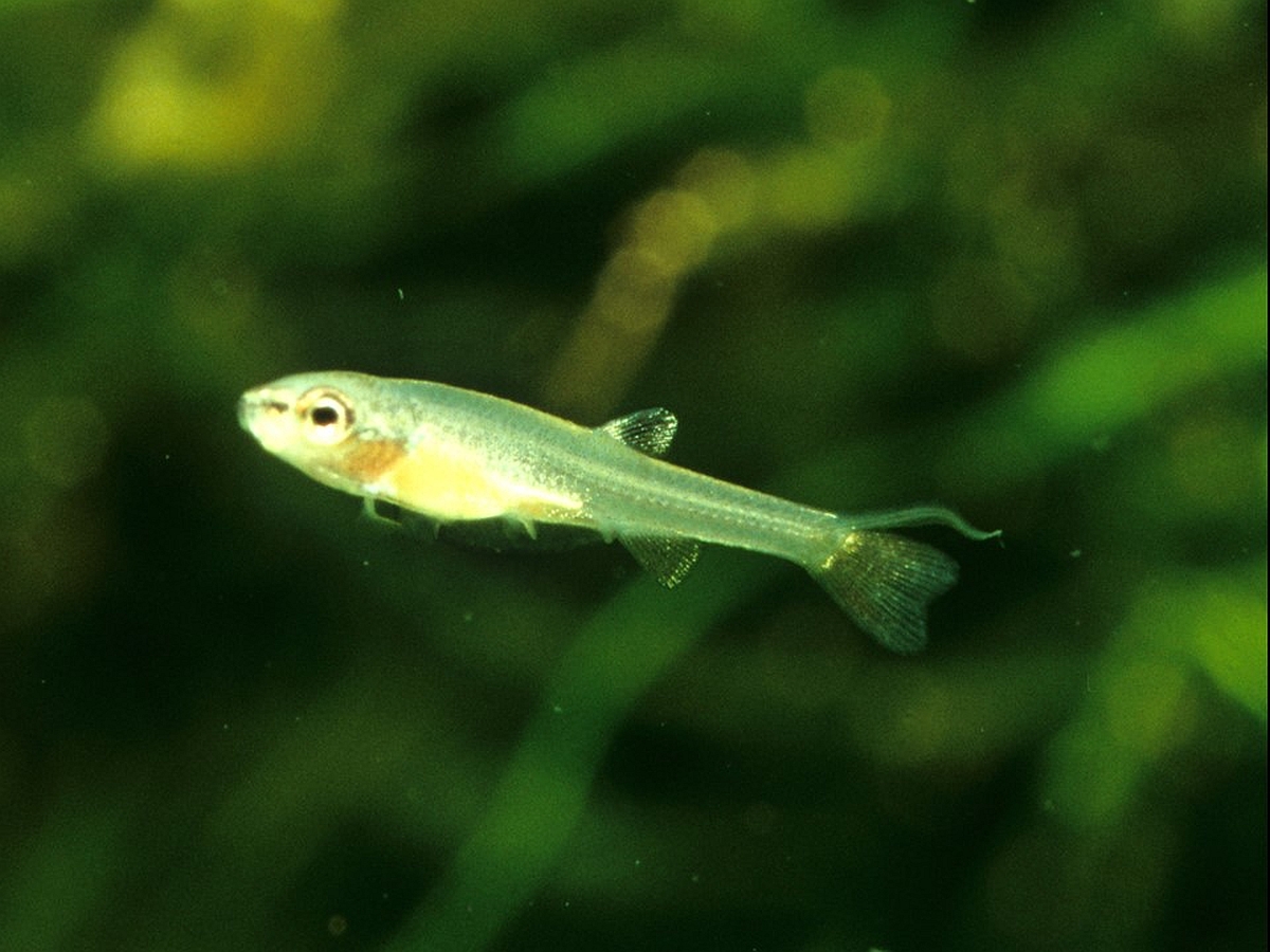Ein ungefähr drei Wochen alter Jungfisch mit gut erkennbarem Urostyl über der Schwanzflosse. (Bildquelle: Stefan K. Hetz, native-fish.org) Jungfisch von Copella arnoldi mit Urostyl