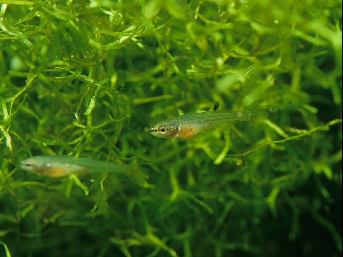 Zwei Jungfische des Spritzsalmlers im Alter von ungefähr vier Wochen gut versteckt im Lebermoos an der Aquarienoberfläche. (Bildquelle: Stefan K. Hetz, native-fish.org) Jungfische von Copella arnoldi im Lebermoos
