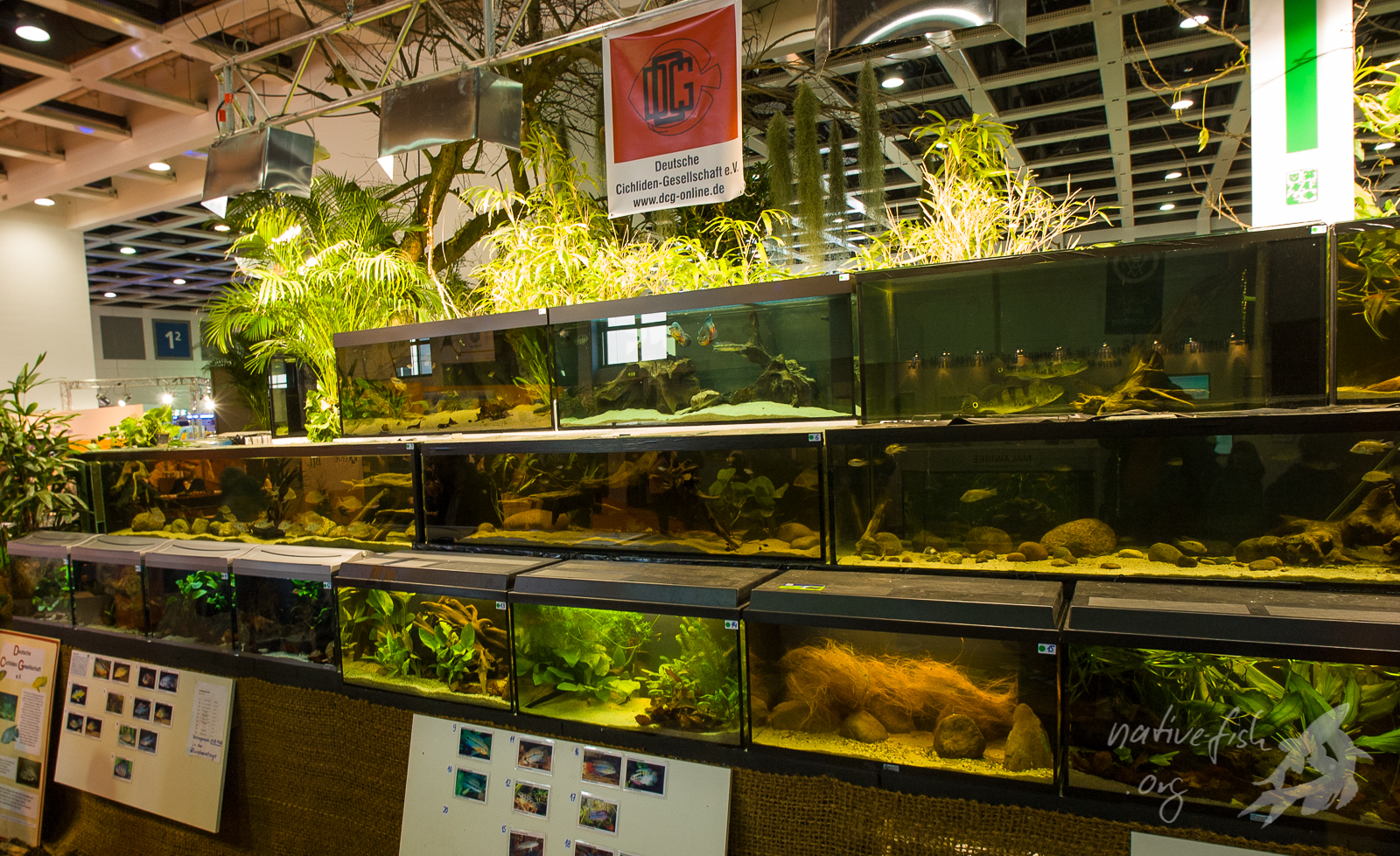 Eine Ausstellung von Buntbarschen der DCG. Ich hatte einige Apistogramma-Arten mit jeweils einer kleinen Gruppe von Hyphessobrycon heterorhabdus vergesellschaftet. Die Salmler waren für viele Aquarianer interessanter als die Buntbarsche. (Bildquelle: Stefan K. Hetz, native-fish.org) Ausstellung von Buntbarschen der DCG