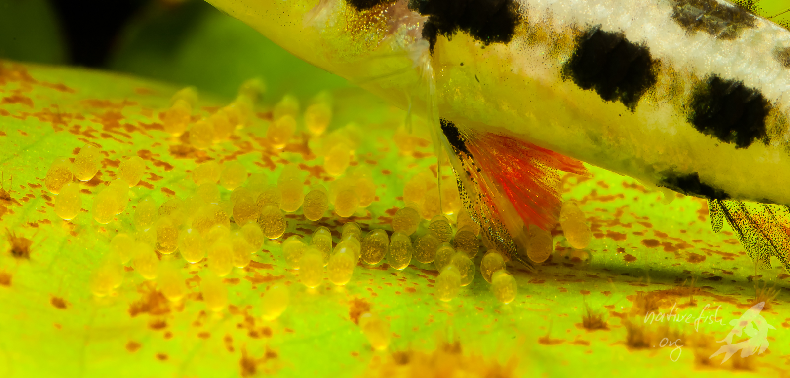 Dicrossus filamentosus, Weibchen bei der Laichpflege. Die Haltung und Nachzucht der Art gelingt am besten in weichem und sauren Wasser. (Bildquelle: Stefan K. Hetz, native-fish.org) Dicrossus filamentosus bei der Laichpflege