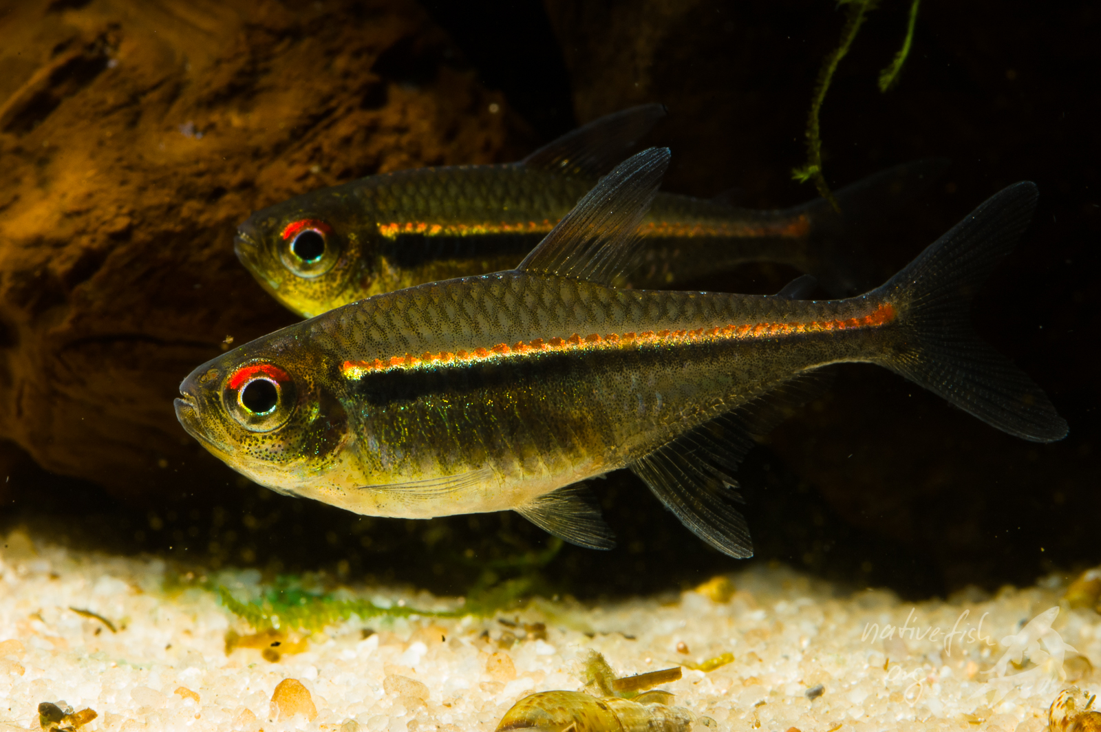 Ein Weibchen von Hyphessobrycon heterorhabdus