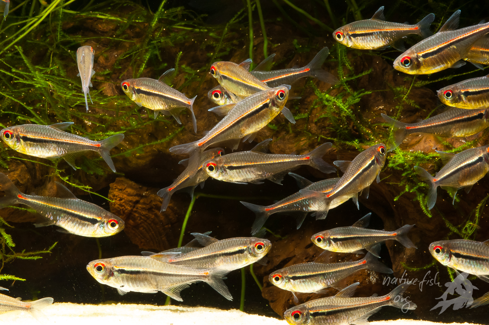 Ein fast vergessener Klassiker Hyphessobrycon heterorhabdus (ULREY