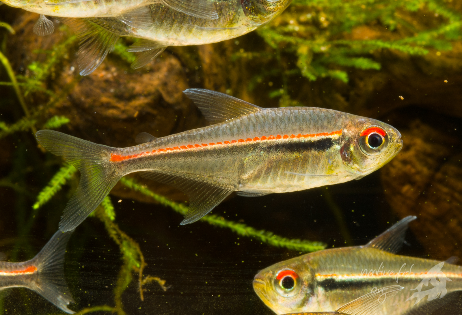 Ein Männchen von Hyphessobrycon heterorhabdus. Männchen sind kleiner, schlanker und zeigen kleine Haken an der Afterflosse, in der sie oft beim Herausfangen kurz haftenbleiben. (Bildquelle: Stefan K. Hetz, native-fish.org) Ein Männchen von Hyphessobrycon heterorhabdus