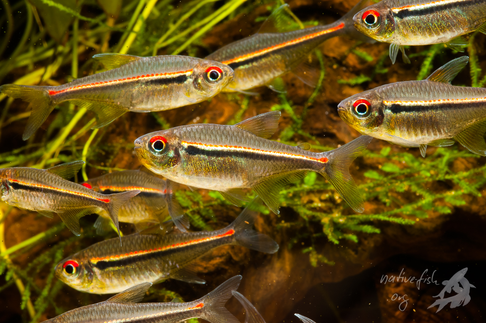 Eine erwachsene Gruppe von Hyphessobrycon heterorhabdus im Artbecken. (Bildquelle: Stefan K. Hetz, native-fish.org) Eine Gruppe von Hyphessobrycon heterorhabdus