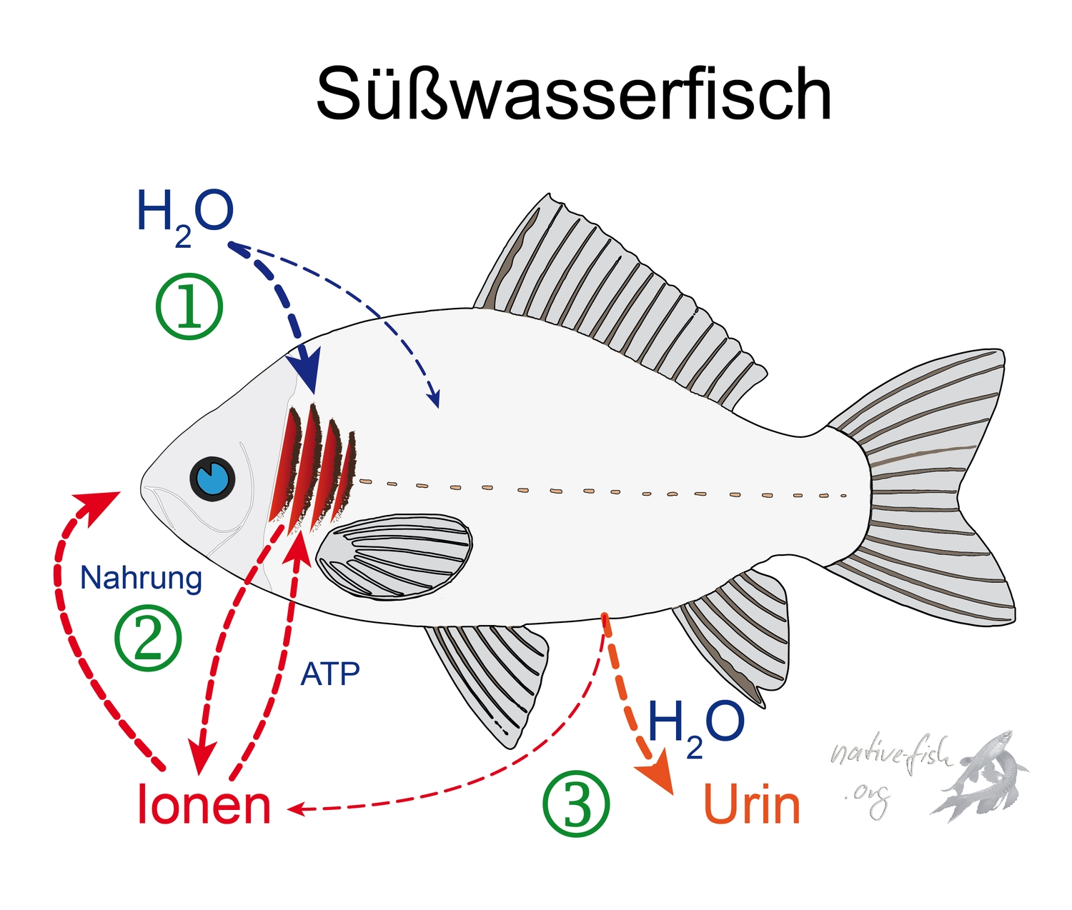 Die Kiemen haben bei Fischen unterschiedliche Funktionen. Hier sind die für einen Süßwasserfisch zu bewältigenden Pobleme aufgezeichnet. (Bildquelle: Stefan K. Hetz, native-fish.org) Osmoregulation und Ionenregulation bei Süßwasserfischen