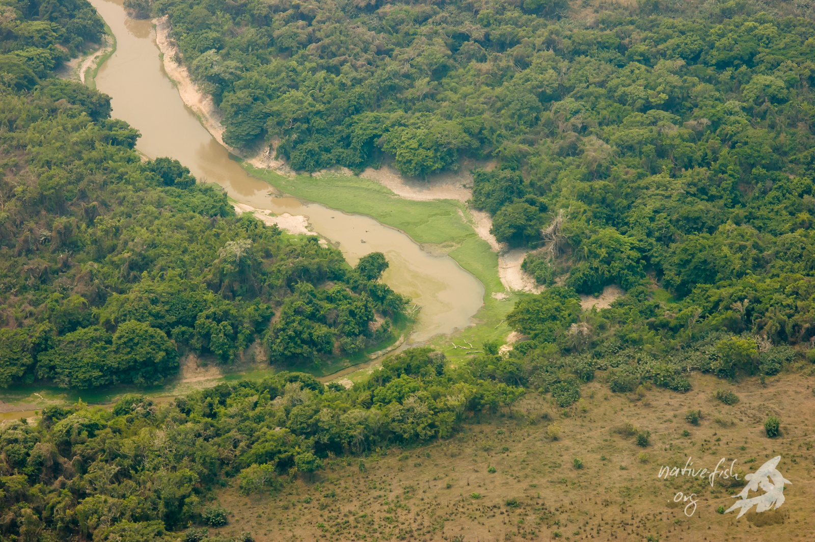 Der niedrige Wasserstand lässt aufgrund geringer Strömung die schwimmenden Wiesen gedeihen und legt die unbewachsenen Ufer frei. (Bildquelle: Stefan K. Hetz, native-fish.org) Trockenzeit
