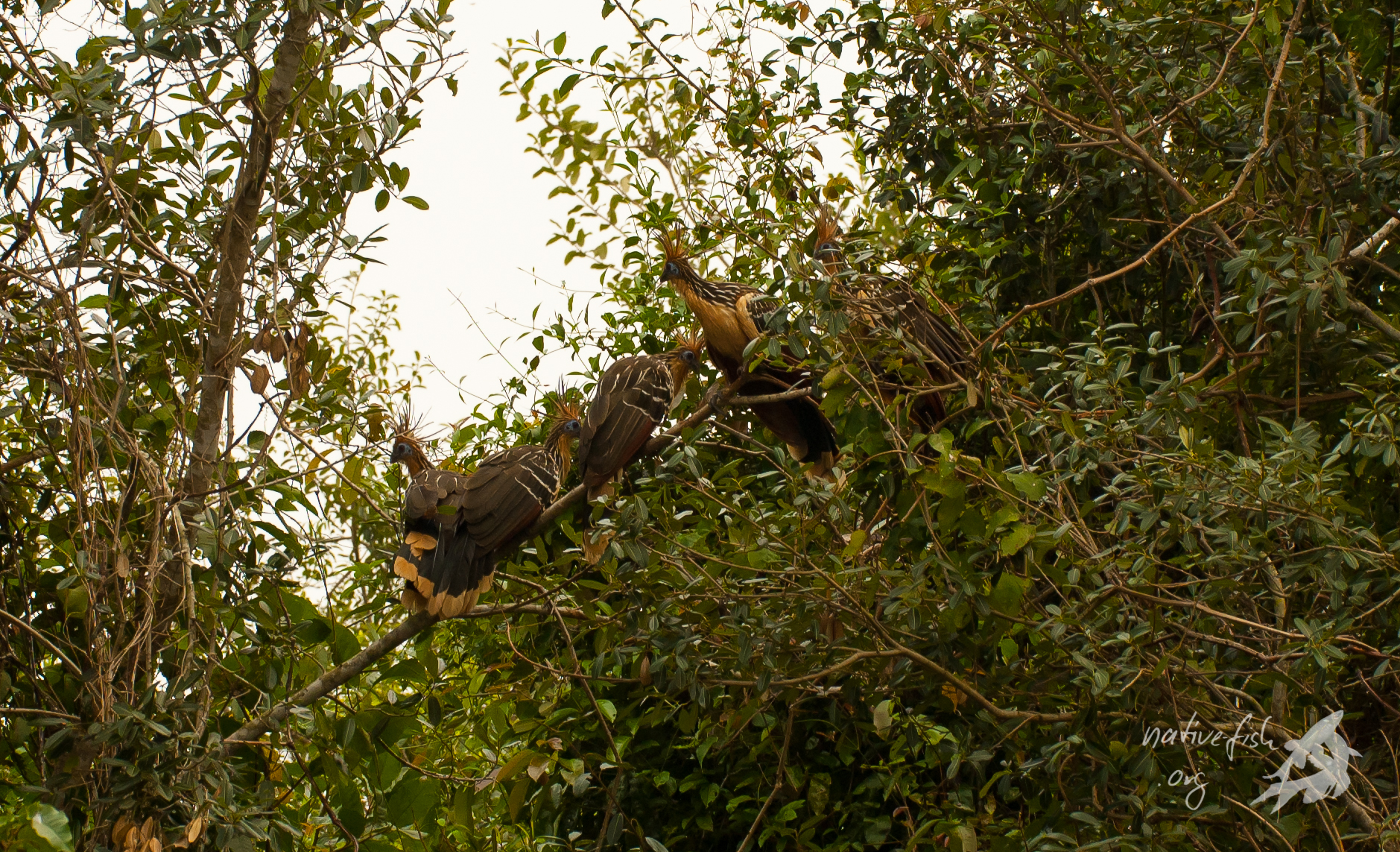 Diese fünf Hoatzins saßen in den niedrigen Bäumen am Fluss und begutachteten uns beim Fischfangen. Wenn man den Hoatzins zu nahe kam, flohen Sie mit schwerfällige Flügelschlägen. (Bildquelle: Stefan K. Hetz, native-fish.org) Hoazin