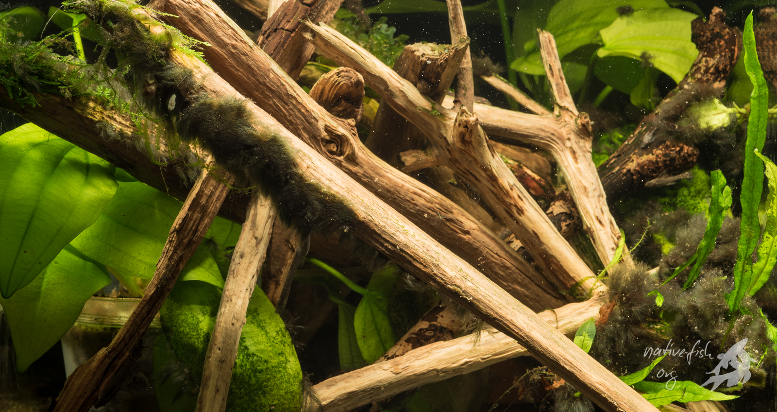 Ein Aquarium für Otothyropsis piribebuy wird für die Nachzucht bei mir, wie im Text beschrieben, mit viel Holz und einigen Pflanzen eingerichtet. Wer sieht die Fische? (Bildquelle: Stefan K. Hetz, native-fish.org) Aquarium für Otothyropsis