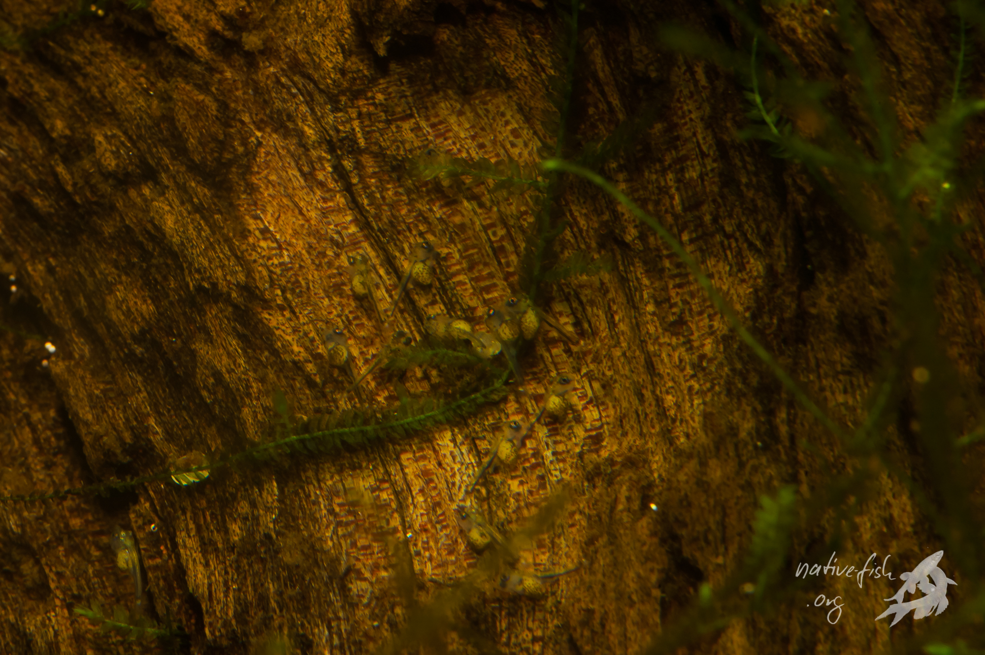 Diese noch nicht freischwimmenden Jungfische wurden vom Weibchen an diese Stelle gebracht. (Bildquelle: Stefan K. Hetz, native-fish.org) Jungfische von Apistogrammoides pucallapensis