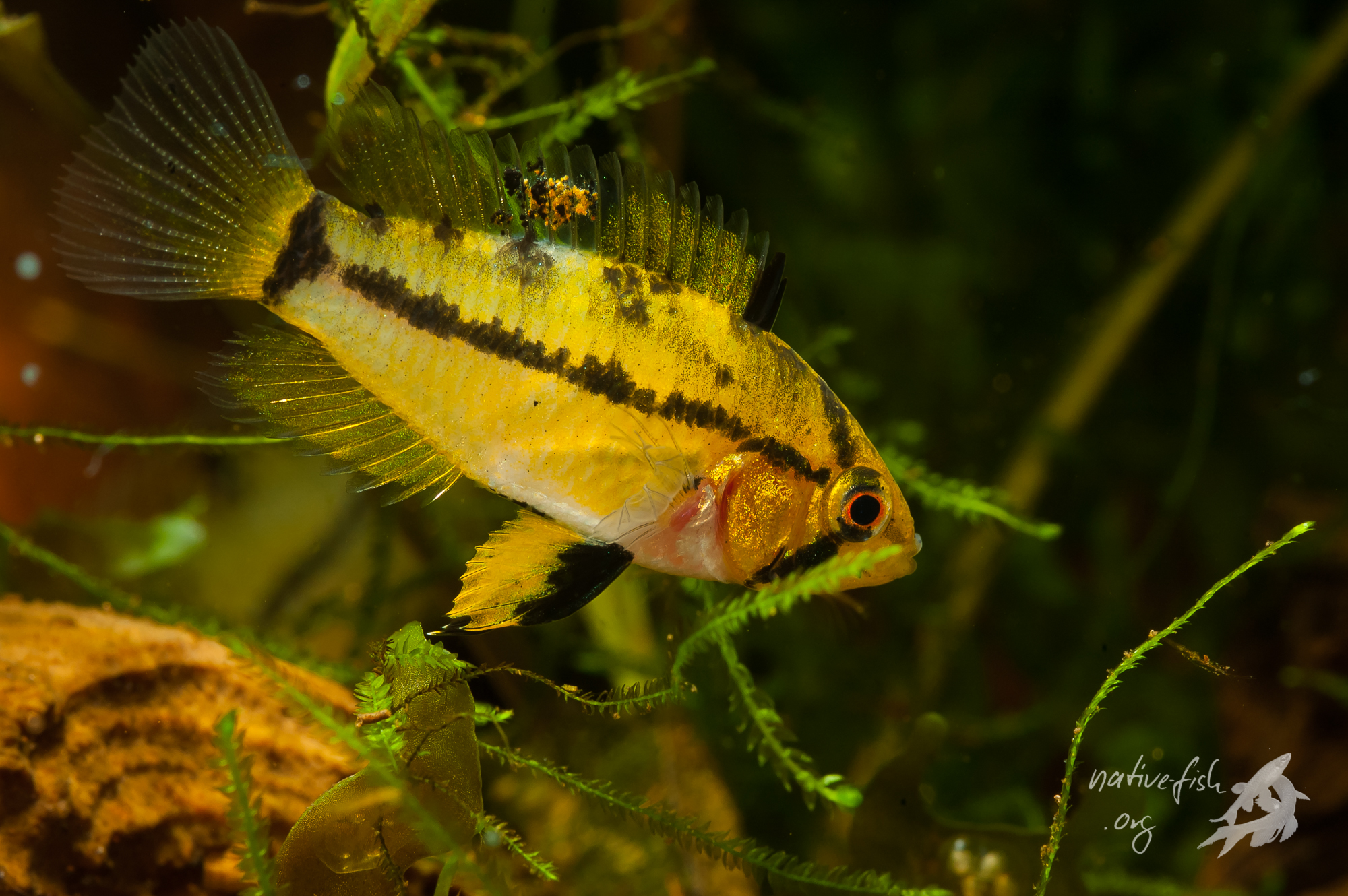 Diese Weibchen zeigt selbstbewusst durch die Farbe und die Flossenstellung an, dass sie Junge hat und diese auch verteidigt. (Bildquelle: Stefan K. Hetz, native-fish.org) F2 Weibchen von Apistogrammoides pucallapensis