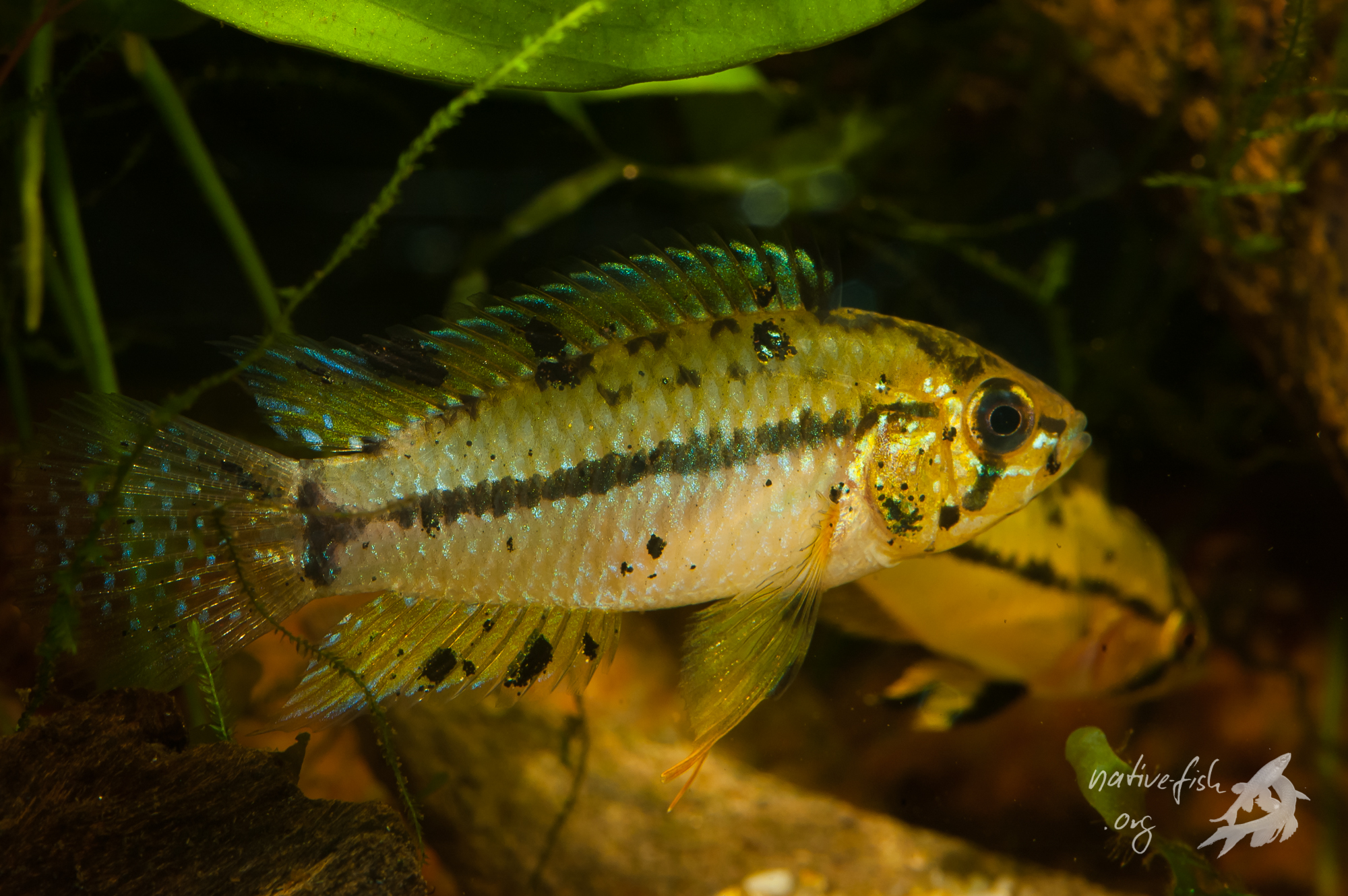 Männchen (im Vordergrund) und Weibchen (links hinten) von Apistogrammoides pucallpaensis. Die hier abgebildeten Wildfänge weisen eine große Zahl von dunklen unregelmäßigen Flecken auf, die bei Nachzuchten nach und nach verschwinden. (Bildquelle: Stefan K. Hetz, native-fish.org) Männchen und Weibchen von Apistogrammoides pucallpaensis