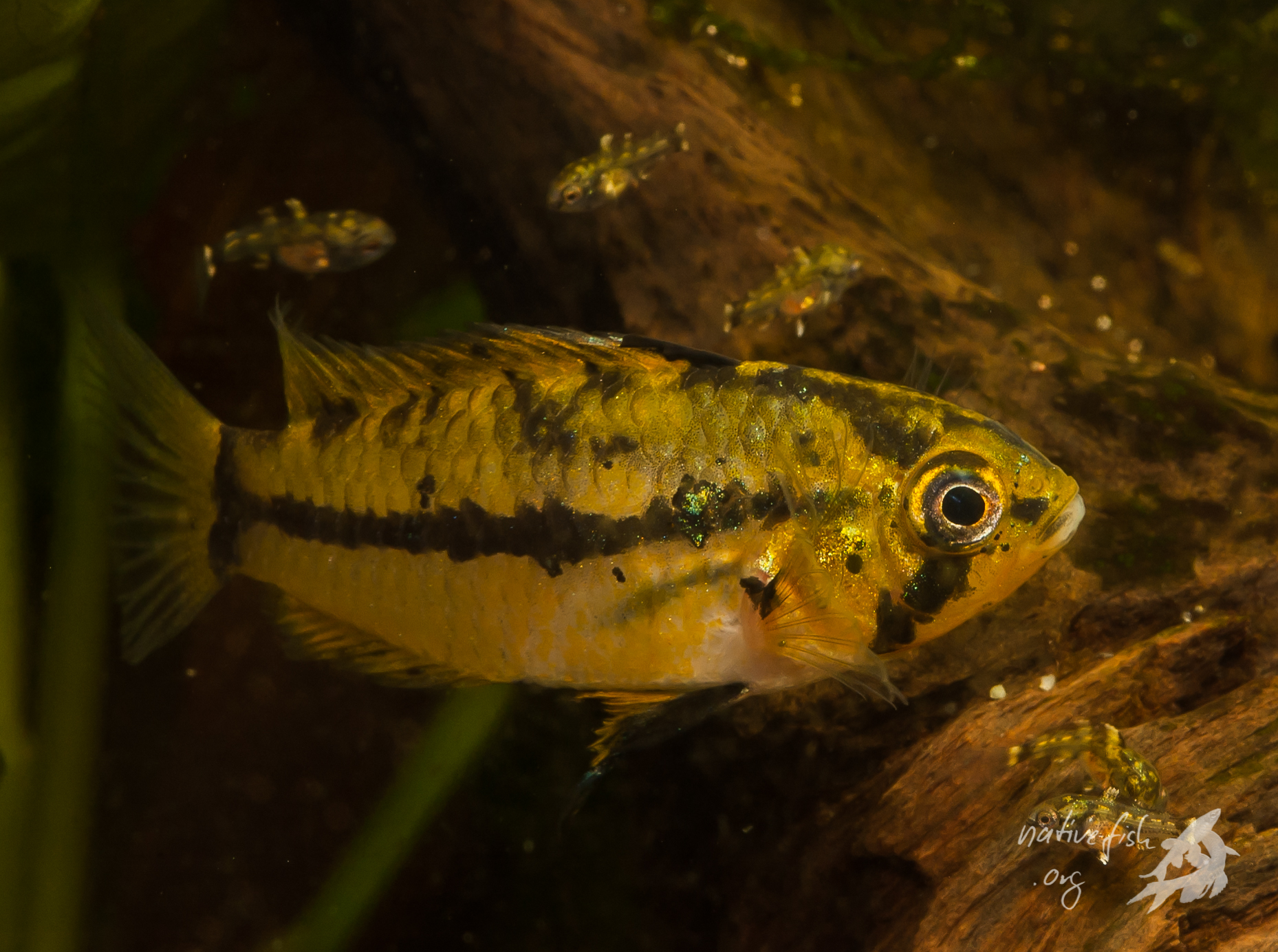Freischwimmende, schon ein paar Tage ältere Jungfische meiner Apistogrammoides pucallpaensis mit dem Muttertier. (Bildquelle: Stefan K. Hetz, native-fish.org) Jungfische und Weibchen von Apistogrammoides pucallapensis