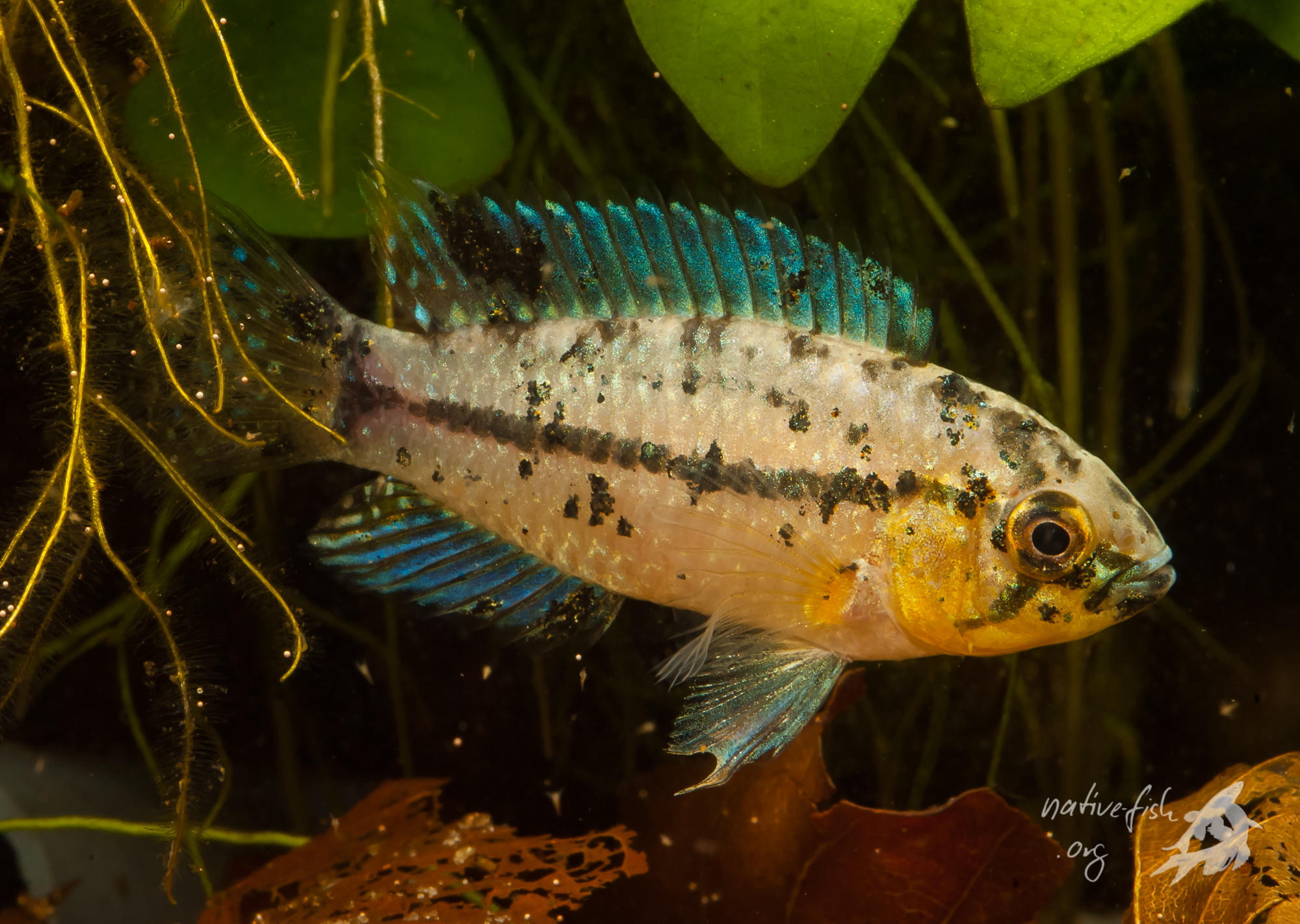 F2 Männchen meiner Apistogrammoides pucallpaensis in einem meiner Aquarien. (Bildquelle: Stefan K. Hetz, native-fish.org) Männchen von Apistogrammoides pucallapensis