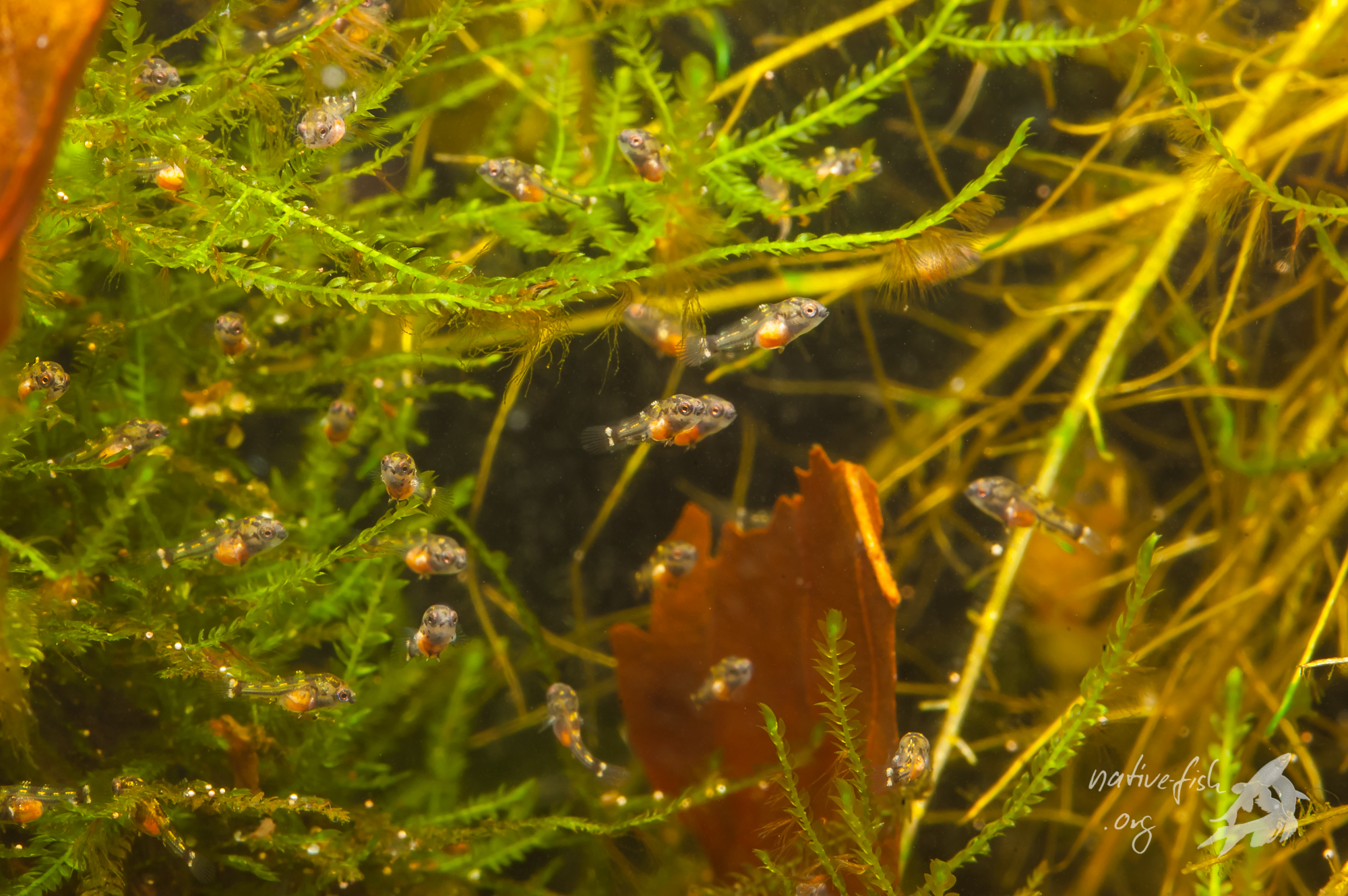 Freischwimmende Jungfische meiner Apistogrammoides pucallpaensis. (Bildquelle: Stefan K. Hetz, native-fish.org) Jungfische von Apistogrammoides pucallapensis