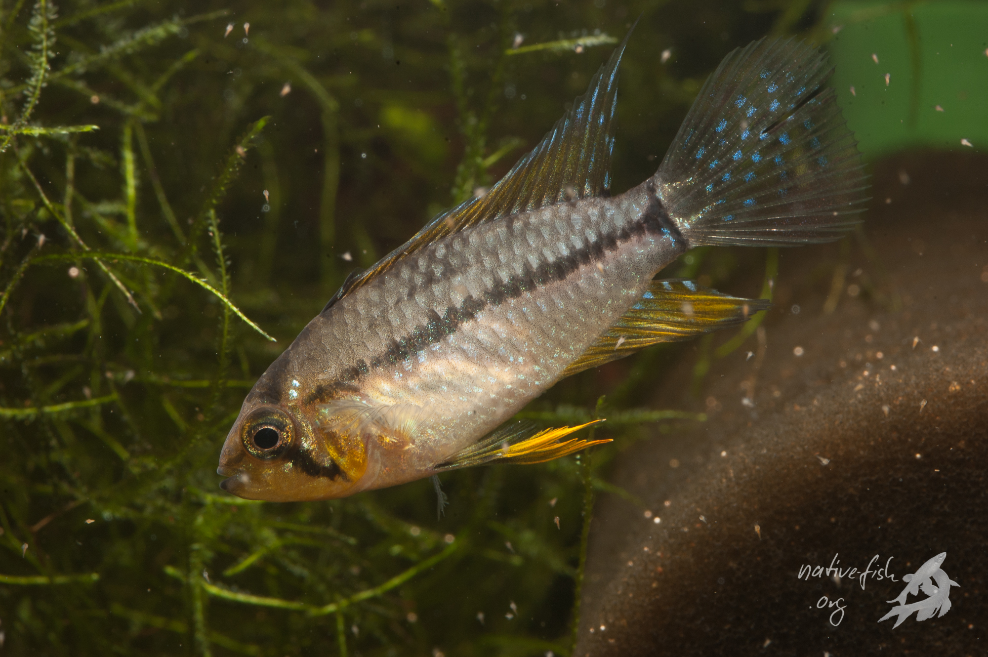 F3 Männchen meiner Apistogrammoides pucallpaensis. Im Vergleich zu den Wildfängen fällt auf, dass die Tiere größer werden und im Vergleich zu Wildfängen auch verlängerte Flossen zeigen. Ebenfalls sind in diesem Tier keine der bei Wildfängen vorhandenen dunklen Flecken mehr sichtbar. (Bildquelle: Stefan K. Hetz, native-fish.org) F3 Männchen von Apistogrammoides pucallapensis