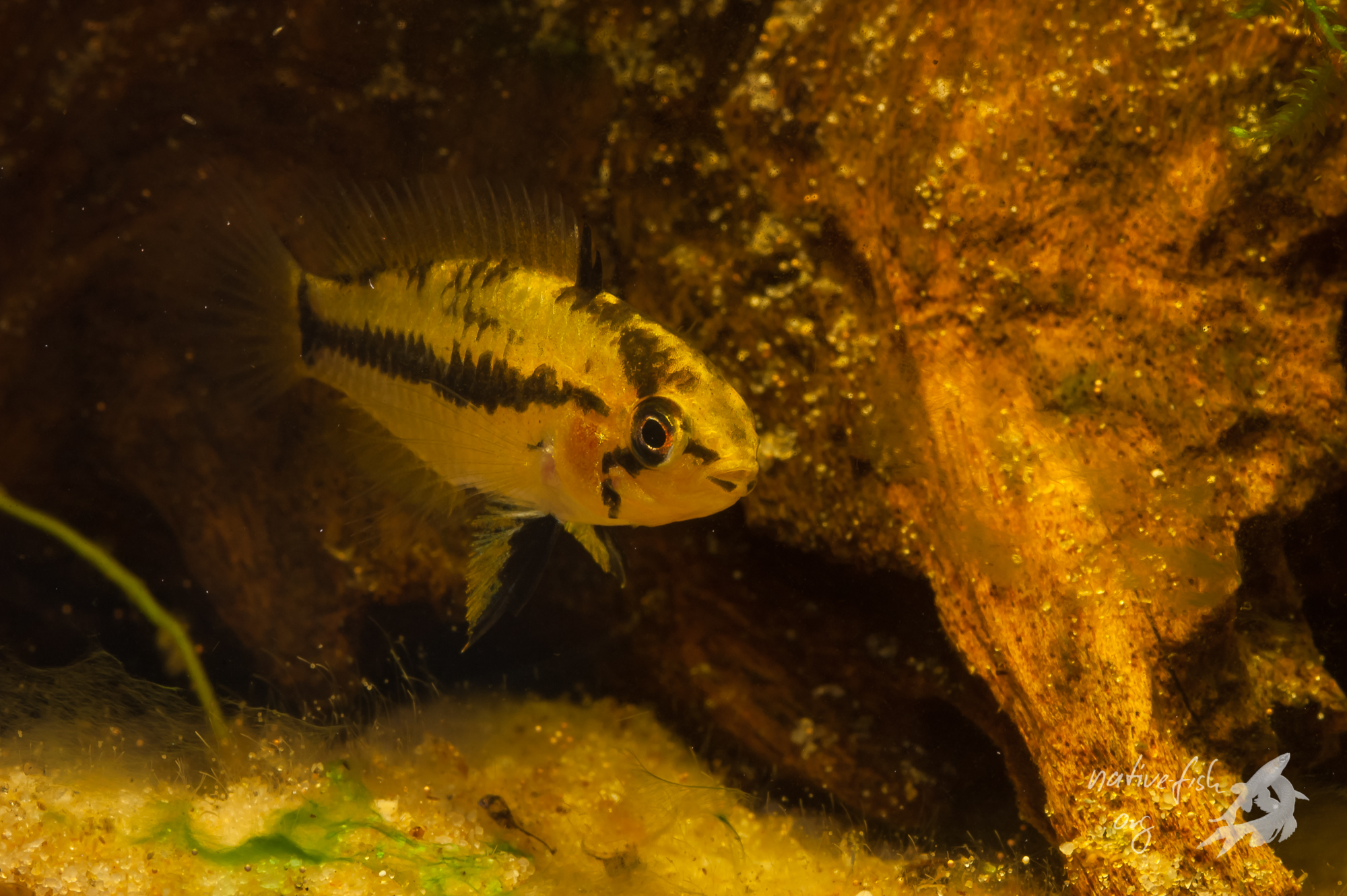 Die etwas eingefallenen Bauchlinie des Weibchen von Apistogrammoides pucallpaensis deutet an, dass es zu einem Ablaichen gekommen ist. (Bildquelle: Stefan K. Hetz, native-fish.org) F2 Weibchen von Apistogrammoides pucallapensis