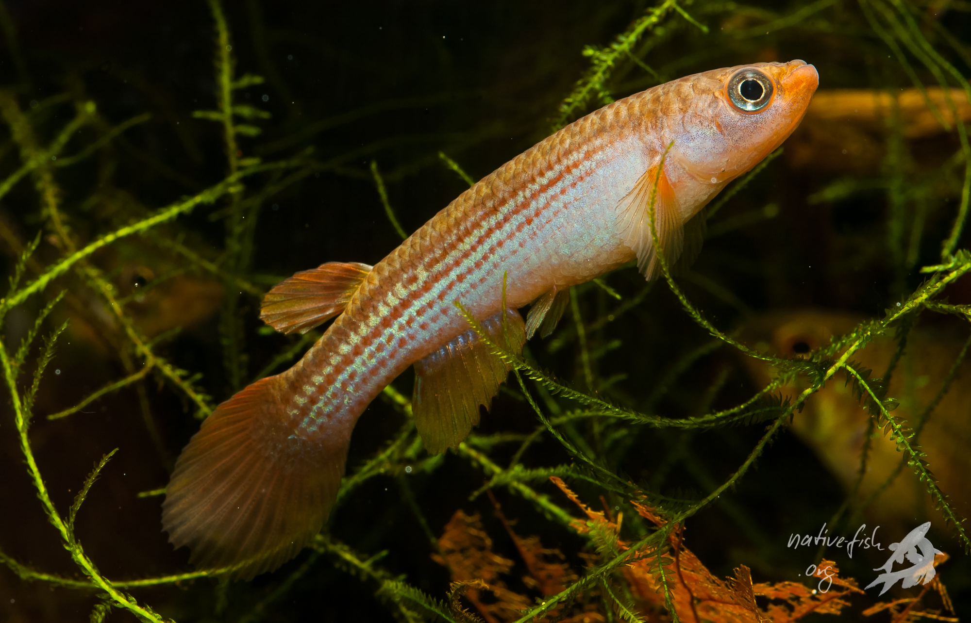 Eine relativ nette Rivulus- Art ging uns gleich am ersten Fundort in den Kescher. Ich war verwundert, wie wenig Wasser diese Tiere im natürlichen Biotop haben. Es war im Prinzip lediglich ein nasser, gut gewässerter Rasen, in dem ich diese Tier fing. (Bildquelle: Stefan K. Hetz, native-fish.org) Rivulus