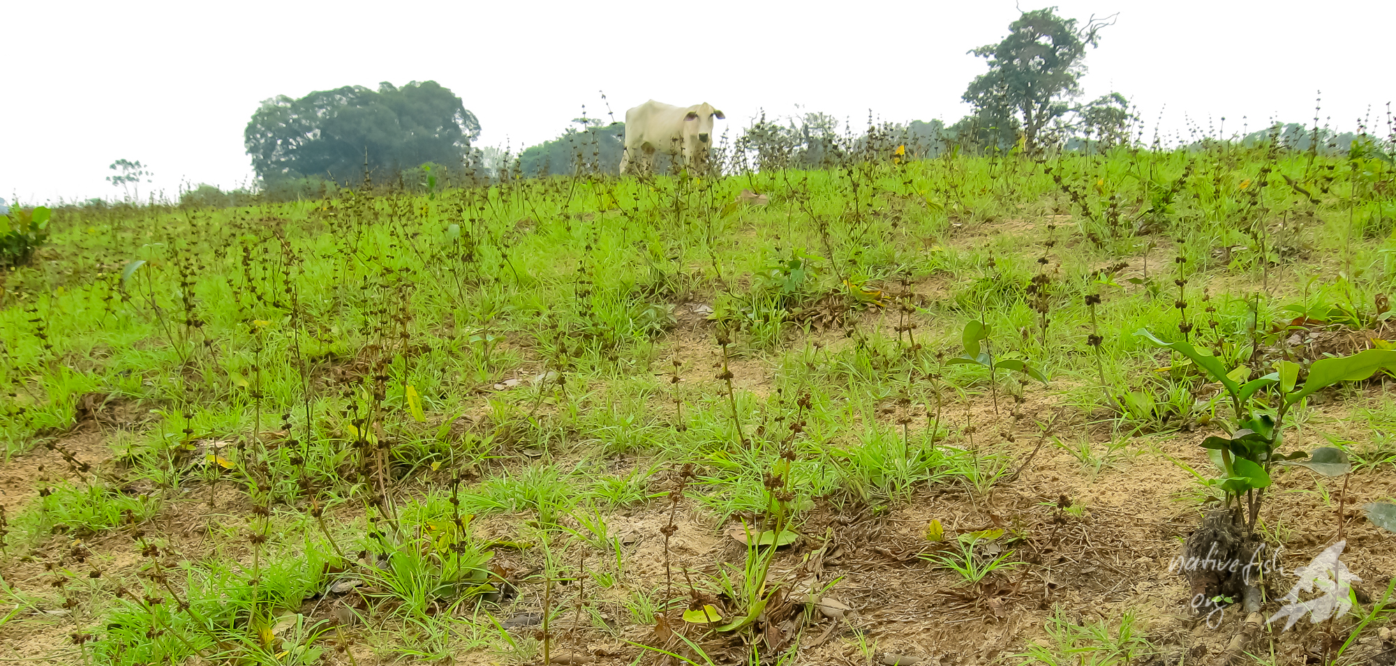 Ein Zebu weidet auf den flachen Hängen des Rio San Martin, die bei Trockenzeit voll mit einer kleinen Echinodorus-Art bestanden sind. Die meisten Blütenstände sind zu dieser Zeit allerdings schon vertrocknet. (Bildquelle: Stefan K. Hetz, native-fish.org) Echinodorus