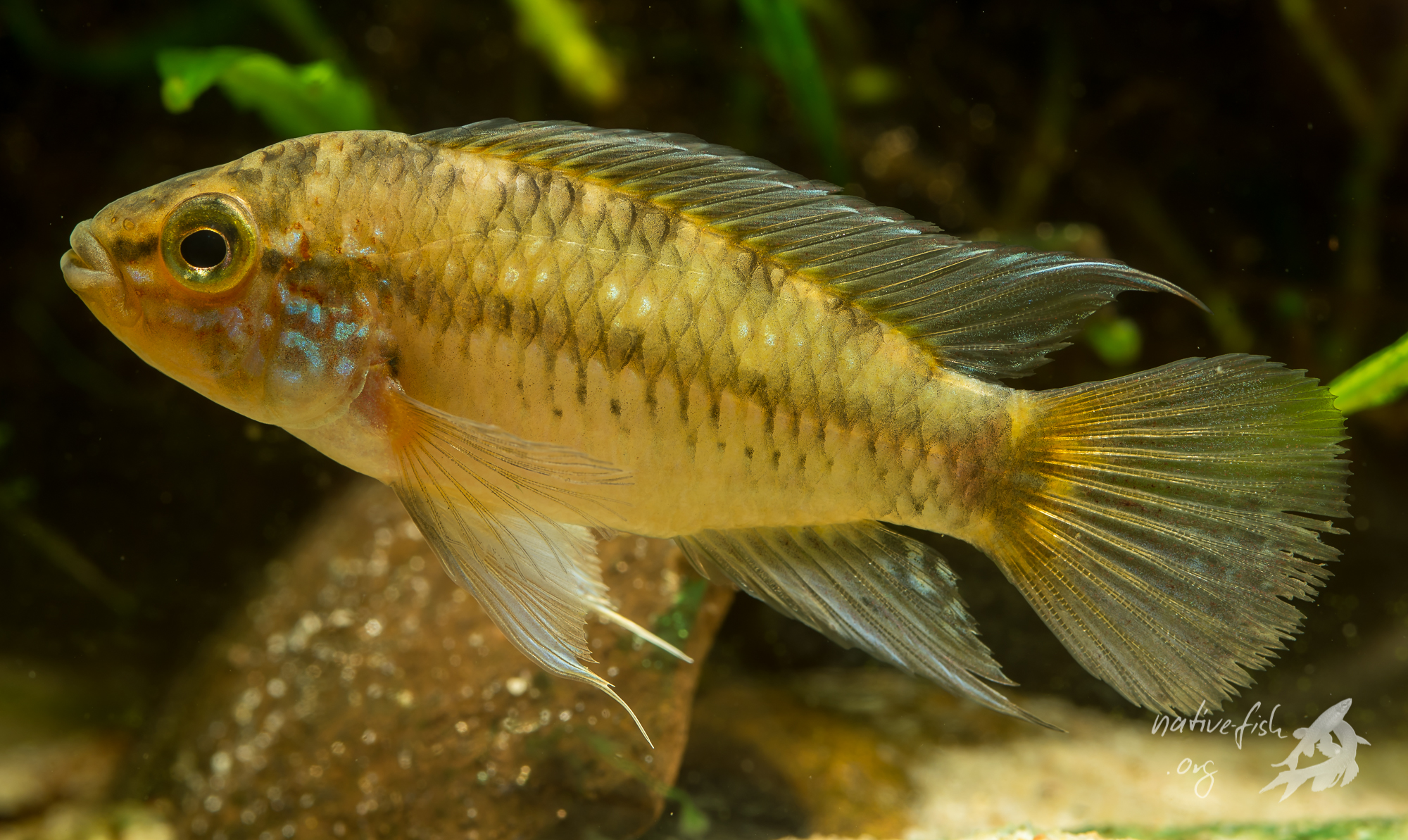 Apistogramma inconspicua. Möglicherweise ist das jedoch auch ein andere Art. Die Eltern dieser Tiere wurden von befreundeten Wissenschaftlern in Bolivien gefangen. (Bildquelle: Stefan K. Hetz, native-fish.org) Apistogramma inconspicua