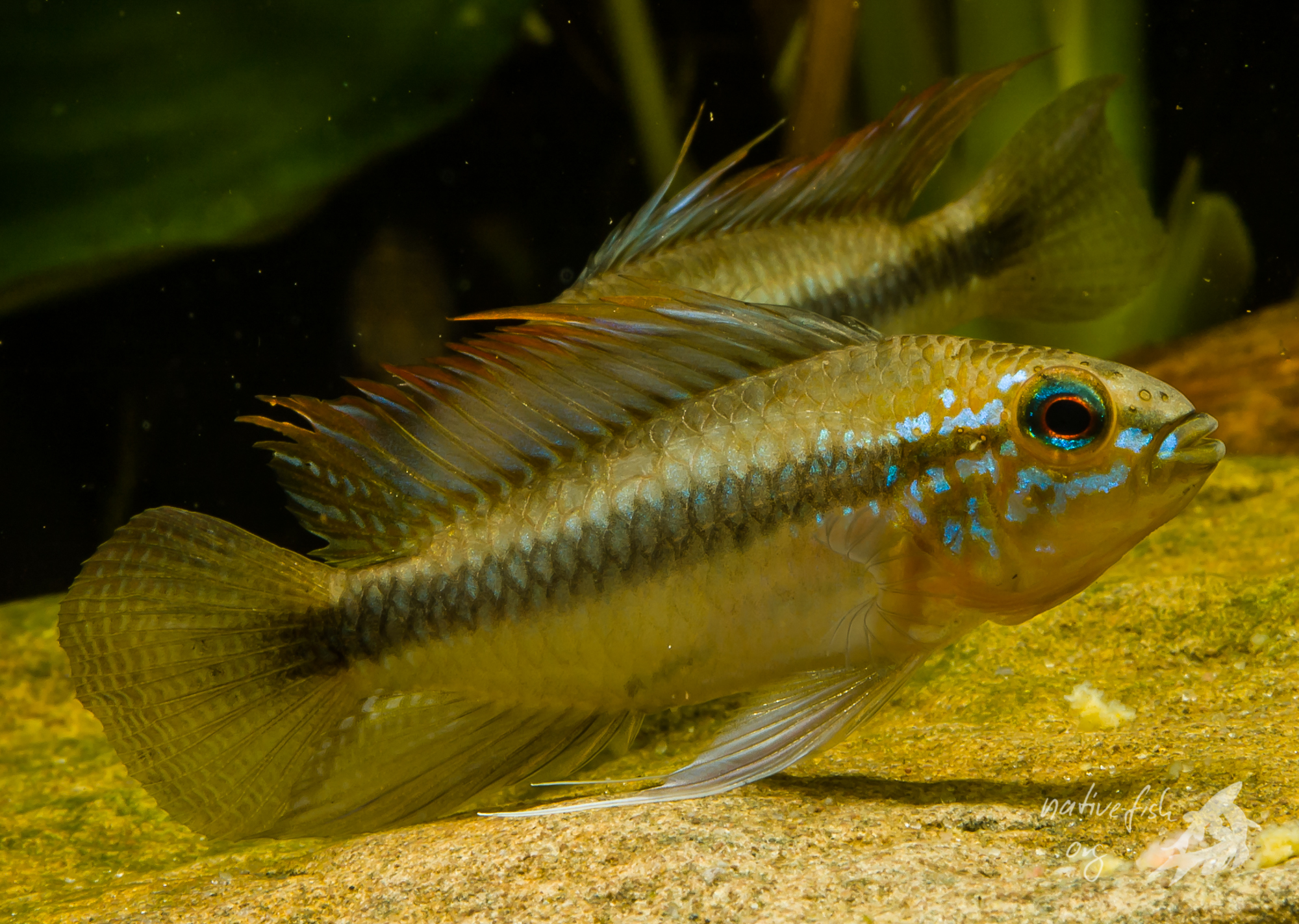 Apistogramma trifasciata, zumindest nennen wir die Tiere derzeit so, sieht in Bolivien etwas anders aus als die Tiere, die wir aus anderen Ländern bekommen. (Bildquelle: Stefan K. Hetz, native-fish.org) Apistogramma trifasciata