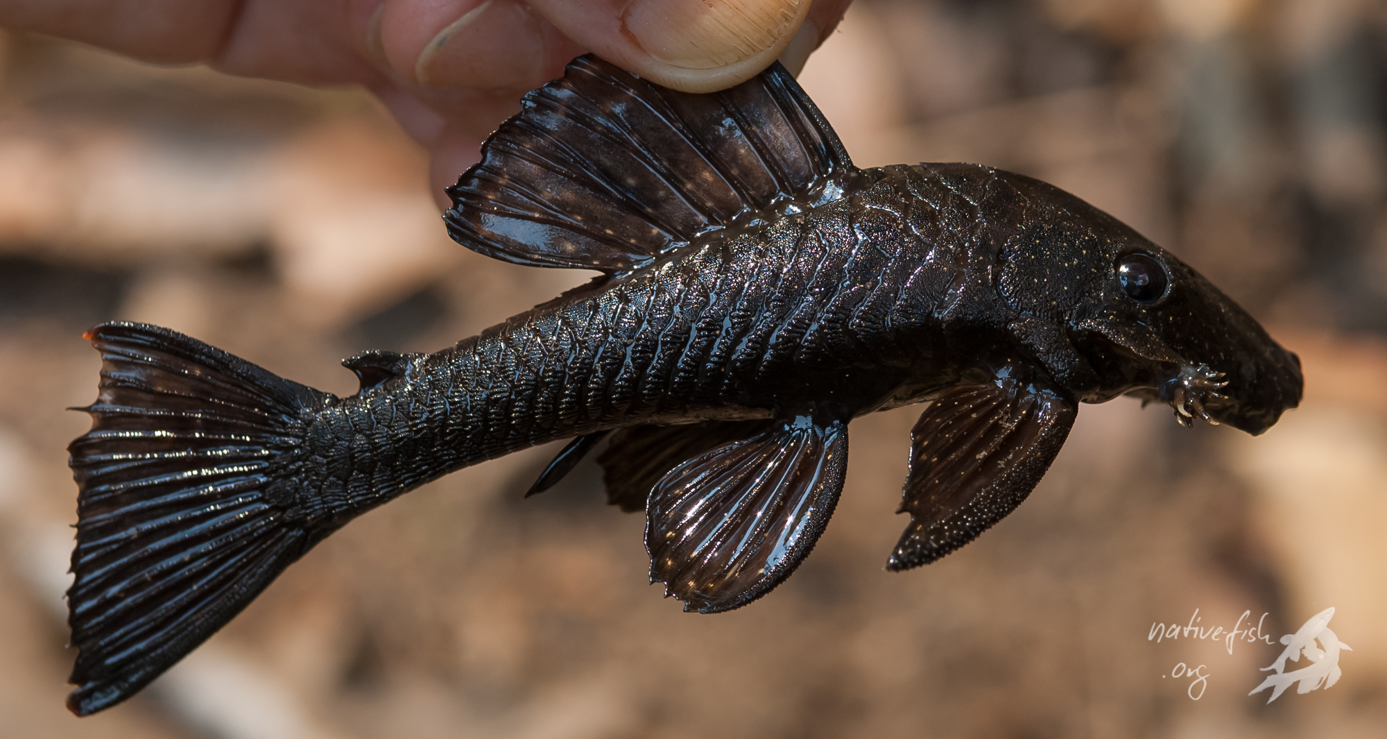 Claude hält einen kleinen Ancistrus an der Rückenflosse in die Höhe. Mehrere dieser kleinen Welse brachte ich Florian mit, da er aufgrund einer Magenverstimmung einen Tag nicht mit zum Fangen kommen konnte. (Bildquelle: Stefan K. Hetz, native-fish.org) Ancistrus Fang