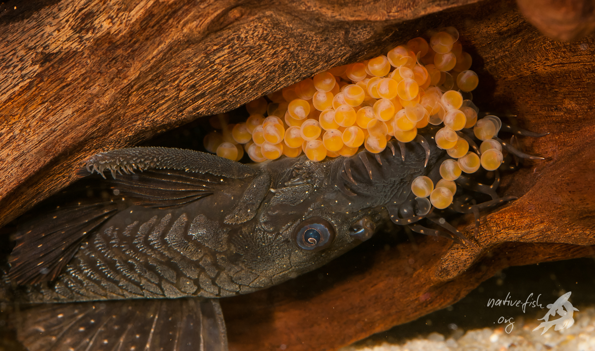 Das Ancistrus-Männchen (F1) bewacht und pflegt das Gelege, welches unter einer Wurzel in einem meiner Aquarien abgelegt wurde. (Bildquelle: Stefan K. Hetz, native-fish.org) Ancistrus Gelege