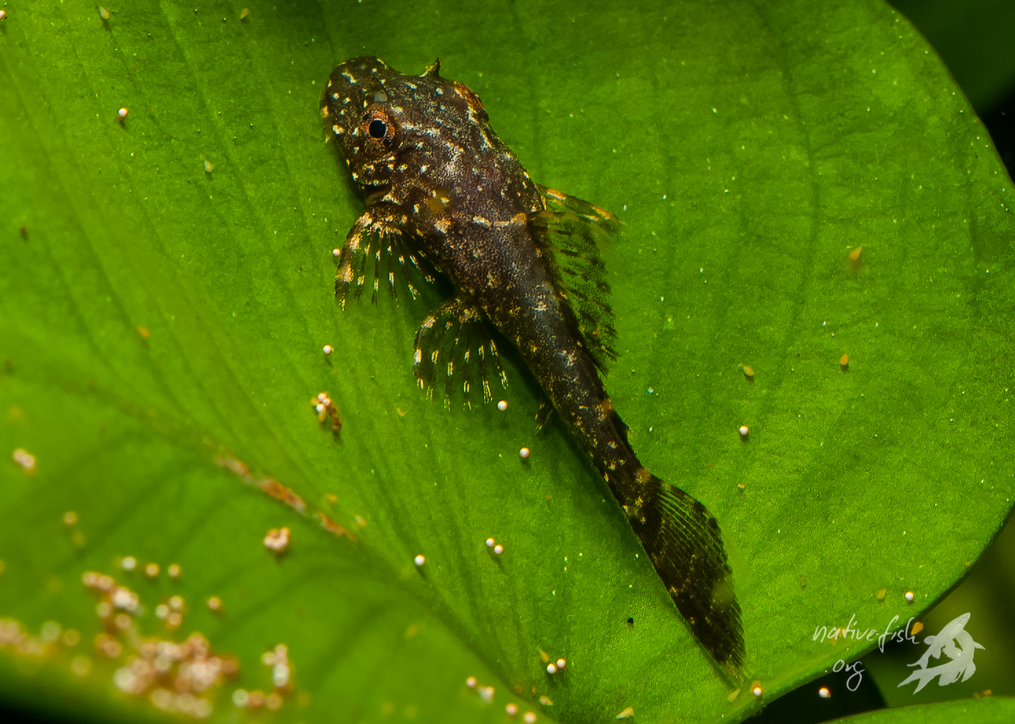 Ein kleiner Ancistrus (F2) im Alter von drei Monaten in meinem Aquarium. (Bildquelle: Stefan K. Hetz, native-fish.org) Ancistrus jung
