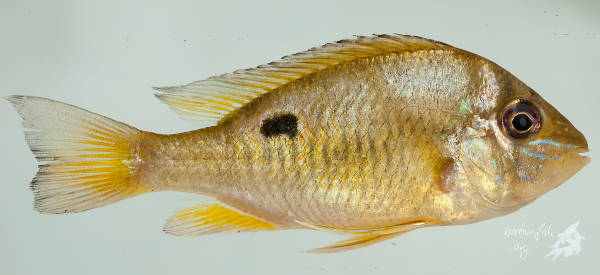 Biotodoma cf. cupido in der Fotoküvette. Auch diese Tiere kamen vor allem im Flussbett des Rio San Martin vor, wo sie mit dem Netz am Ufer gefangen wurden. In den Lagunen waren die Tiere nicht nachzuweisen. (Bildquelle: Stefan K. Hetz, native-fish.org) Biotodoma