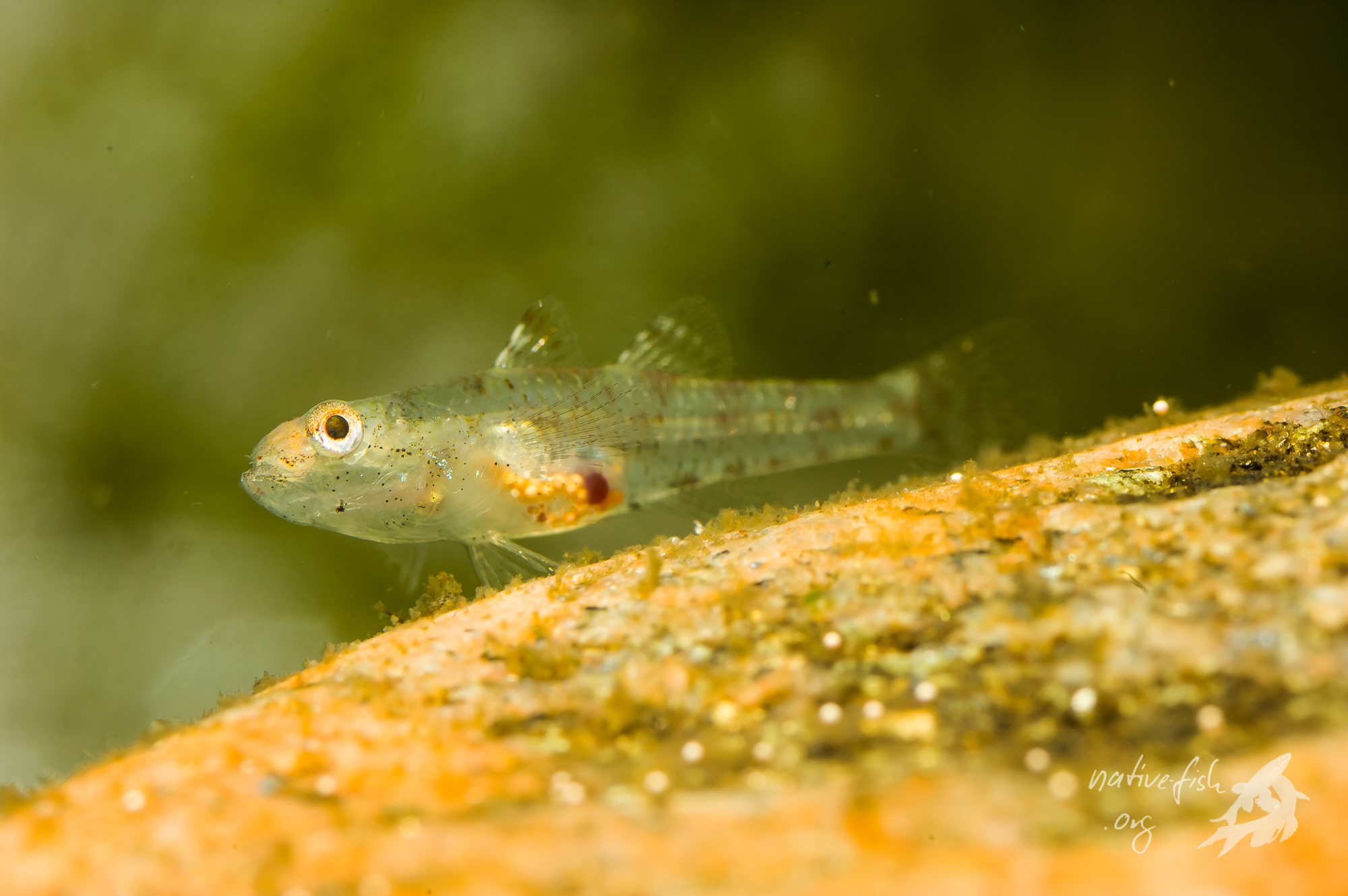 Eine kleine Grundel ging mir in mehreren Exemplaren in mein feinmaschiges Netz. Die Kugeln in der Leibeshöhle sind nicht etwa Eier, sondern Artemia-Cysten, welche die maximal 18 Millimeter langen Tiere mit der Nahrung aufgenommen hatten. Ähnliche Tiere findet man sehr selten als Beifänge im Zoohandel. (Bildquelle: Stefan K. Hetz, native-fish.org) Minigrundel