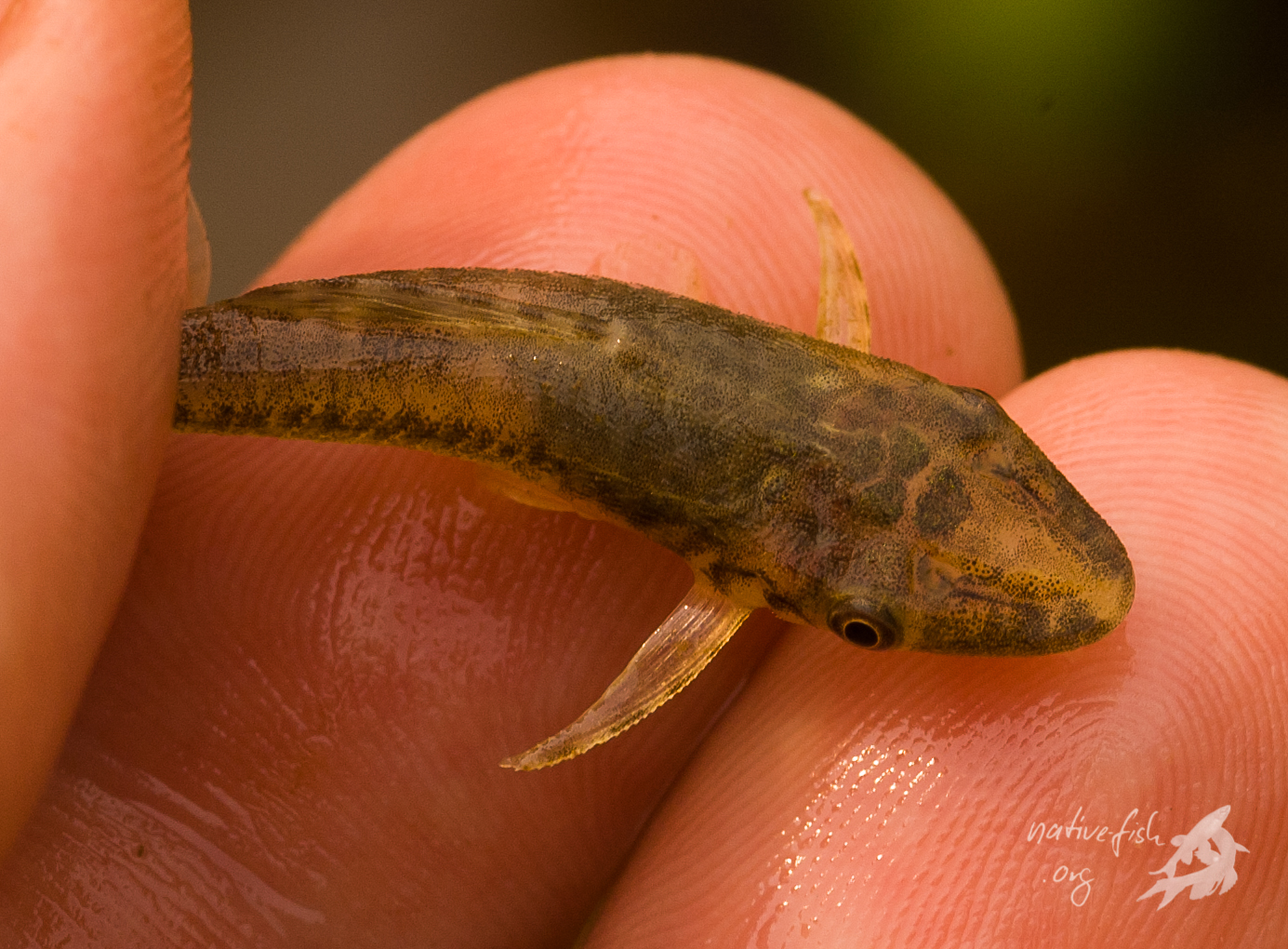 Ein kleiner Harnischwels der Gattung Hypoptopoma. Diese Fische lassen sich an den sehr weit seitlich am Kopf liegenden Augen erkennen. Leider waren die Tiere sehr transportempfindlich. (Bildquelle: Stefan K. Hetz, native-fish.org) Hypoptopoma