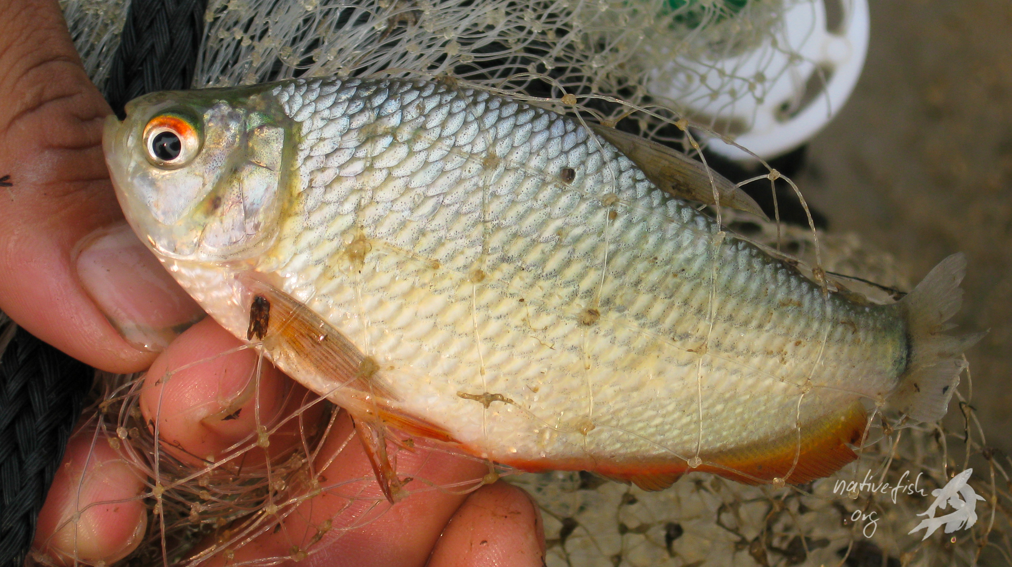 Markiana nigripinnis, ein mittelgroßer attraktiver Salmler, der sich gut mit Großcichliden vergesellschaften lässt, war uns in einer Lagune gleich in mehreren Exemplaren ins Netz gegangen. Besonders attraktiv ist die lange rot gefärbte und mit einem dünnen schwarzen Saum versehene Afterflosse. (Bildquelle: Stefan K. Hetz, native-fish.org) Markiana