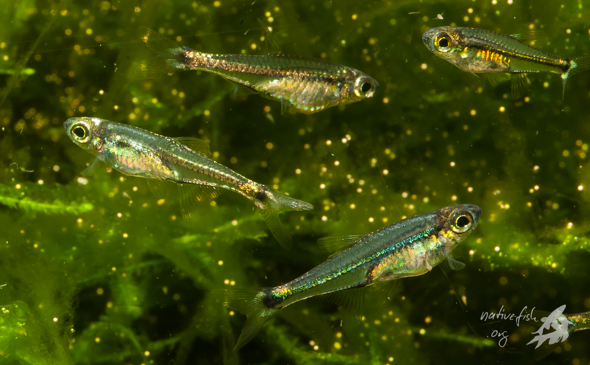 Die oben beschriebene kleine Salmlerart in meinem Aquarium. (Bildquelle: Stefan K. Hetz, native-fish.org) Minisalmler