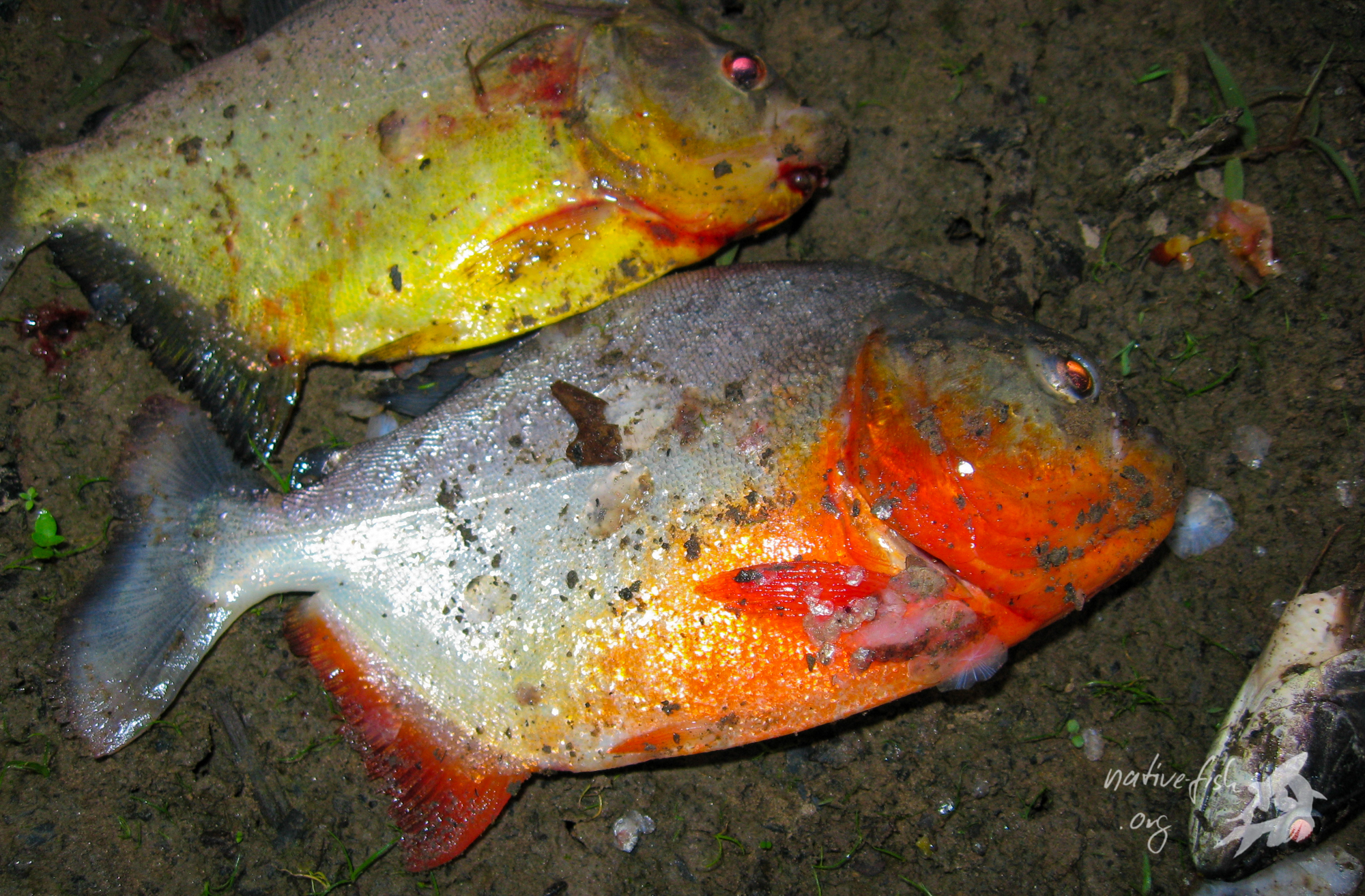 ... oder auch andere größere räuberische Salmler, wie Piranhas. (Bildquelle: Stefan K. Hetz, native-fish.org) Fische zum Essen Piranha