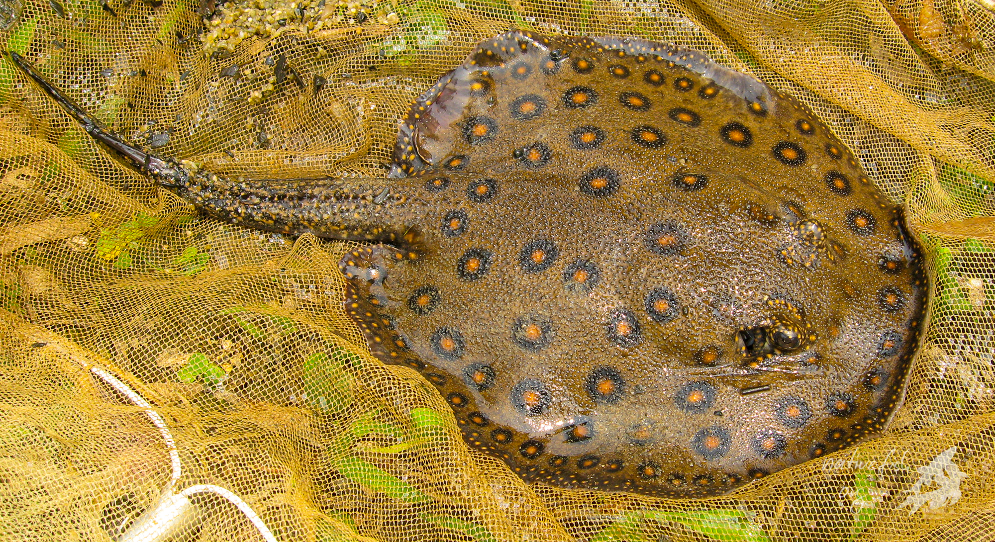 Auch Süßwasserrochen fanden wir. Dieses große Exemplar ging uns im Rio Blanco ins Netz. (Bildquelle: Stefan K. Hetz, native-fish.org) Rochen