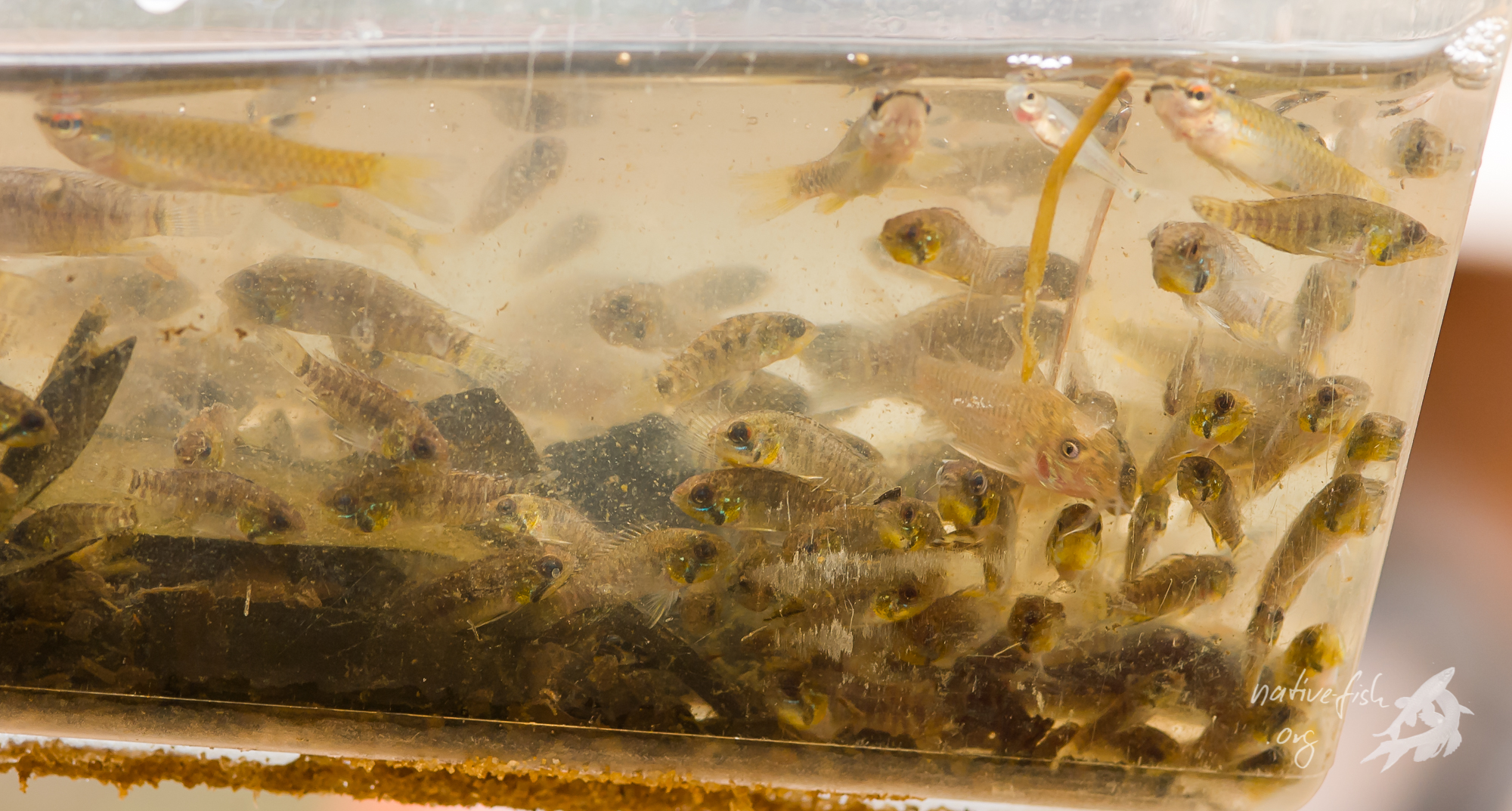 Ein Kescherzug durch eine von der Lagune abgeschnittenen Pfütze brachte eine extrem hohe Dichte von Fischen. In einem Kescherzug befanden sich mehr als 200 Fische, vor allem Apistogramma sp. Guaporé (jetzt als A. sororcula beschrieben), eine Panzerwels-Art, sowie als Salmler eine Aphyocharax- und eine Pyrrhulina-Art. Die mit einem einem einzigen Kescherzug gefangenen Apistogramma sp. Guaporé dürften mehr Individuen als die in Deutschland gehaltenen Fische der gleichen Art zählen. (Bildquelle: Stefan K. Hetz, native-fish.org) Lagune mit A. sororcula