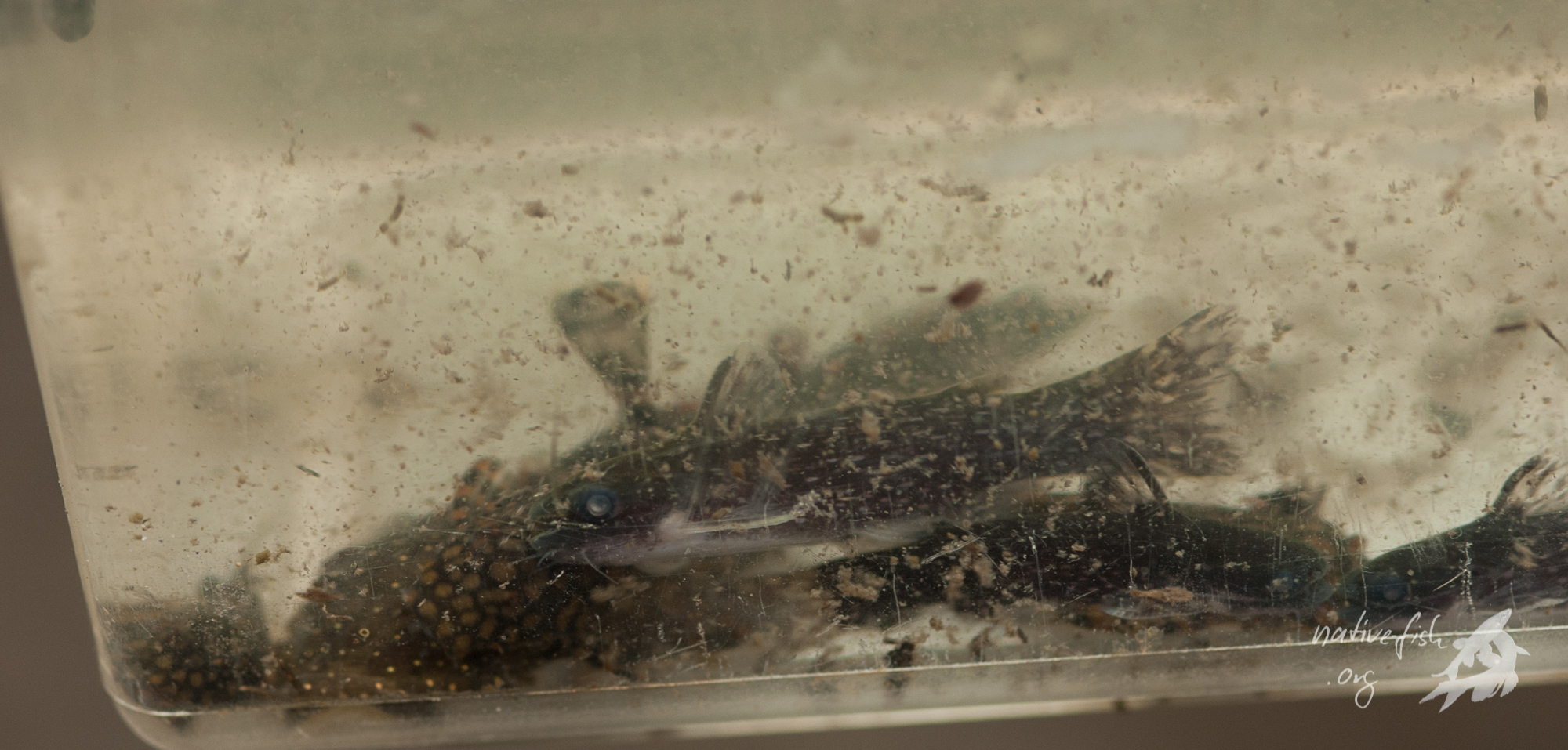 Eine kleine Sammlung von Welsen, die ich aus dem Holz abgesucht hatte. (Bildquelle: Stefan K. Hetz, native-fish.org) Hypoptopoma