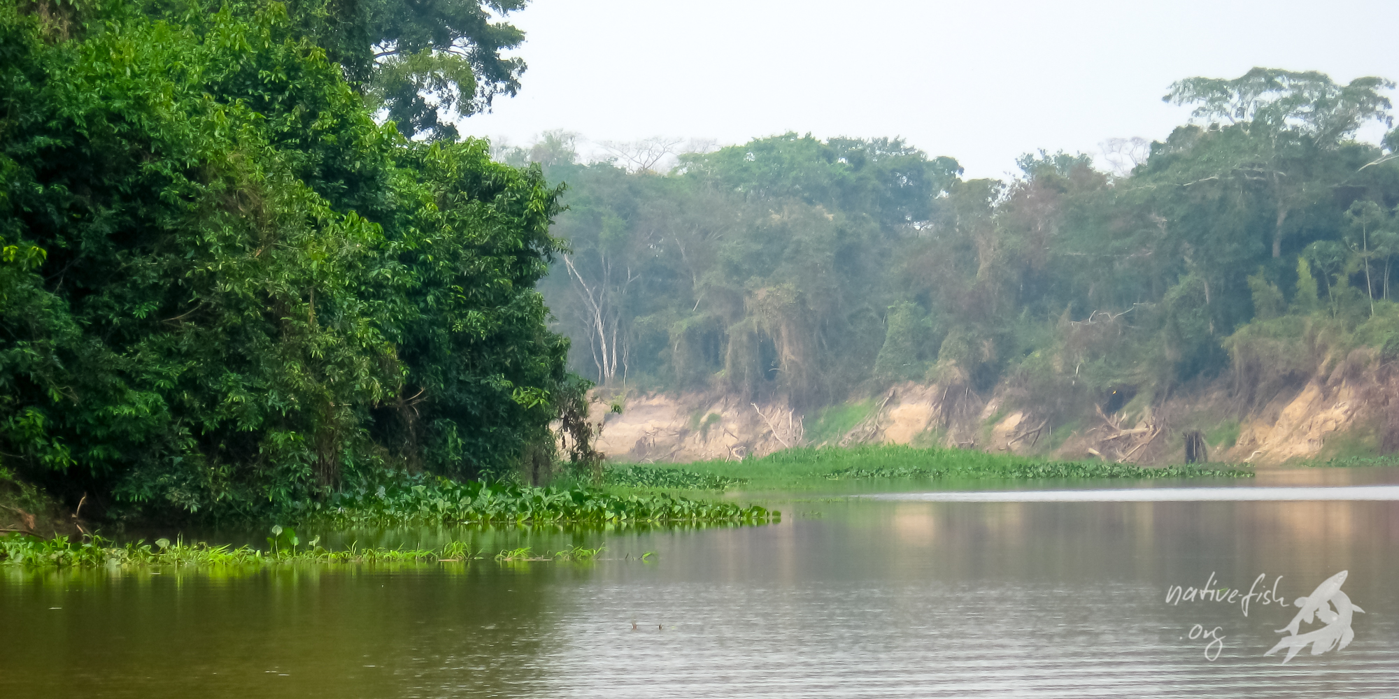 Der Uferbereich des Rio Blanco. In den deutlich nährstoffreicheren mit Schlamm und feinem Sediment versetzten Weißwasser gedeihen Schwimmpflanzen, die an einigen Stellen zusammen mit Grasarten sogenannte Schwimmende Wiesen bilden. Diese bieten Verstecke für eine Vielzahl von Fischen. (Bildquelle: Stefan K. Hetz, native-fish.org) Rio Blanco