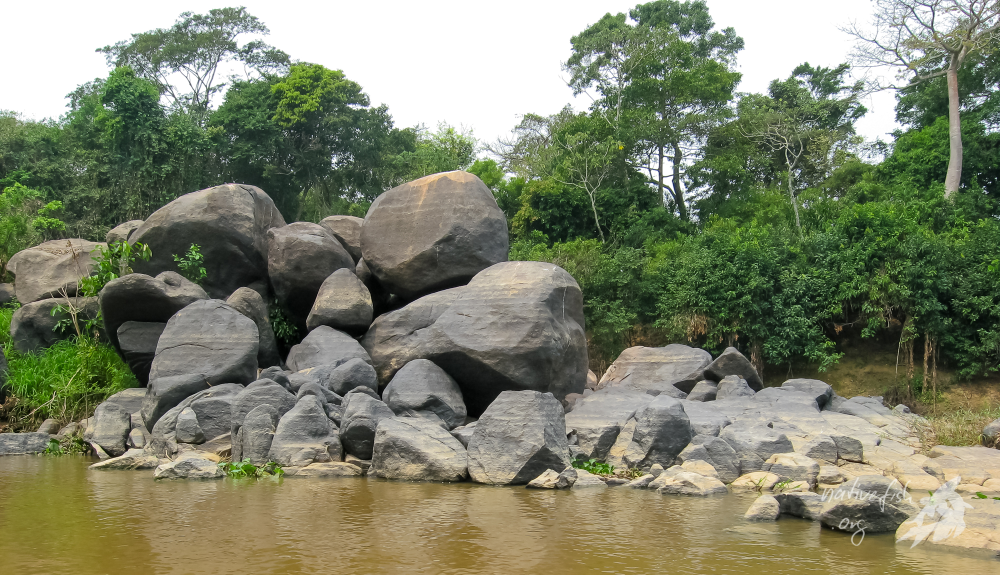 Uferbereich des Rio San Martin in der Trockenzeit. Der Boden des Flusses ist sandig. An einigen Stellen finden sich imposante Felsformationen, die zur Regenzeit weitgehend überflutet werden. Wasserpflanzen fehlen fast vollständig. (Bildquelle: Stefan K. Hetz, native-fish.org) Steine im Fluss