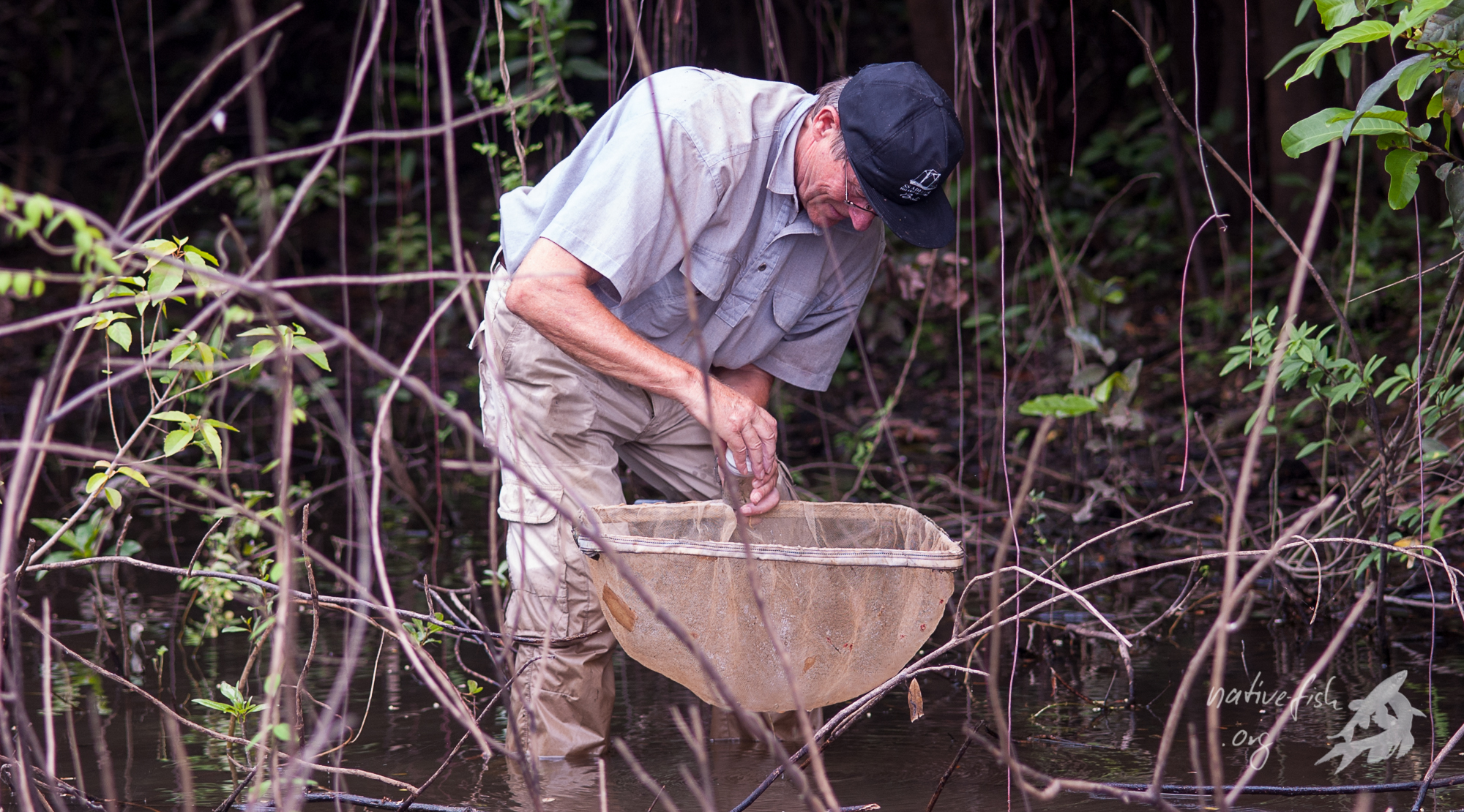 Jürgen auf der Pirsch nach kleinen Buntbarschen im Uferbereich. (Bildquelle: Stefan K. Hetz, native-fish.org) Lagune mit Juergen