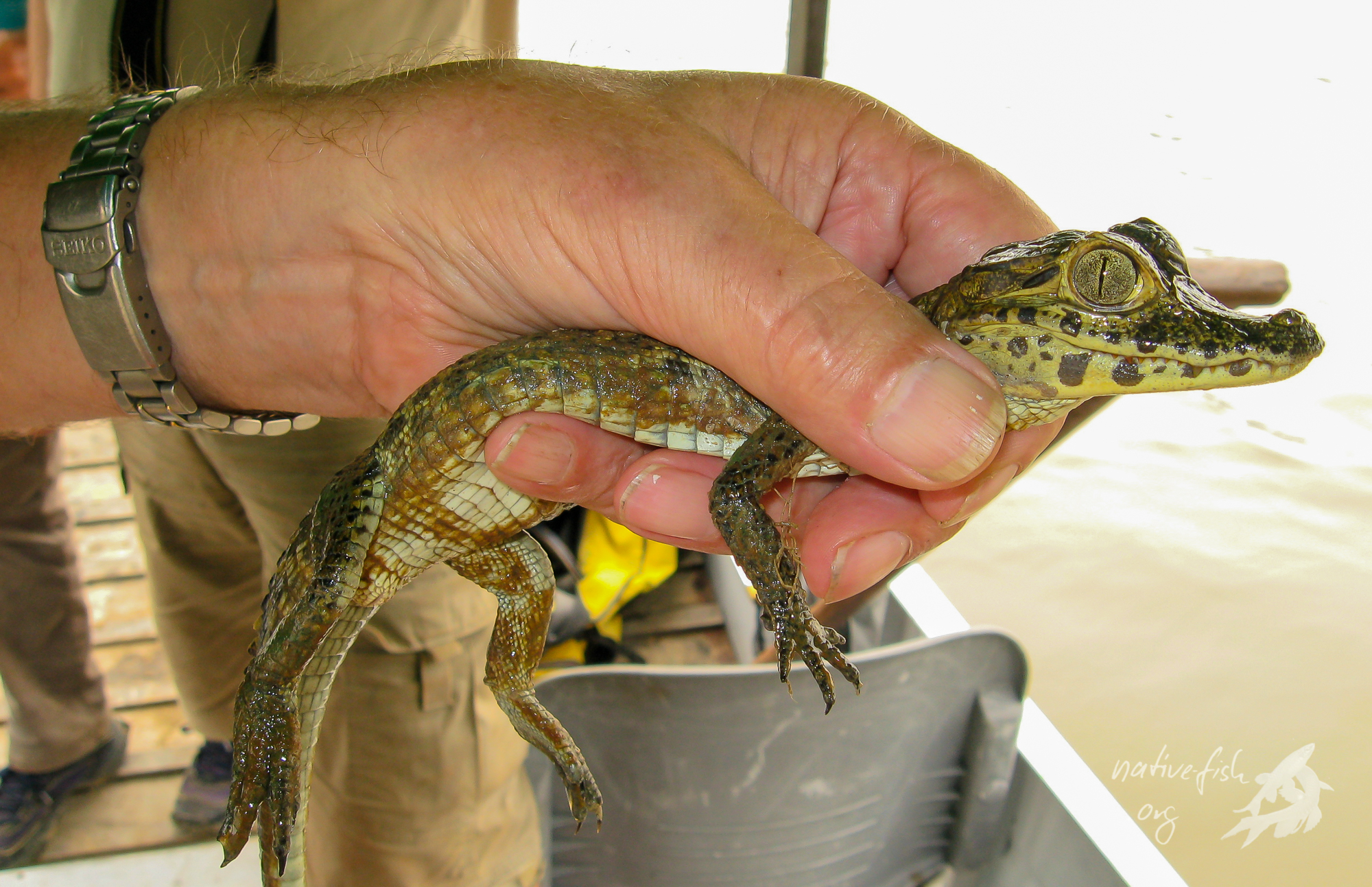 Bisweilen fand man junge Kaimane am Ufer des San Martin, die in dieser Größe noch halbwegs gefahrlos greifen lassen. (Bildquelle: Stefan K. Hetz, native-fish.org) Kaimane