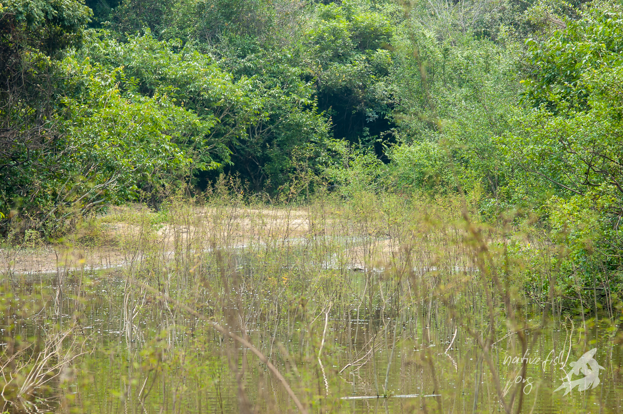 Eine flache Lagune, die nur wenige Meter vom Hauptfluss entfernt ist. Das Wasser ist sehr flach und entsprechend warm. Im Uferbereich gab es Zergcichliden in hoher Populationsdichte. (Bildquelle: Stefan K. Hetz, native-fish.org) Lagunen
